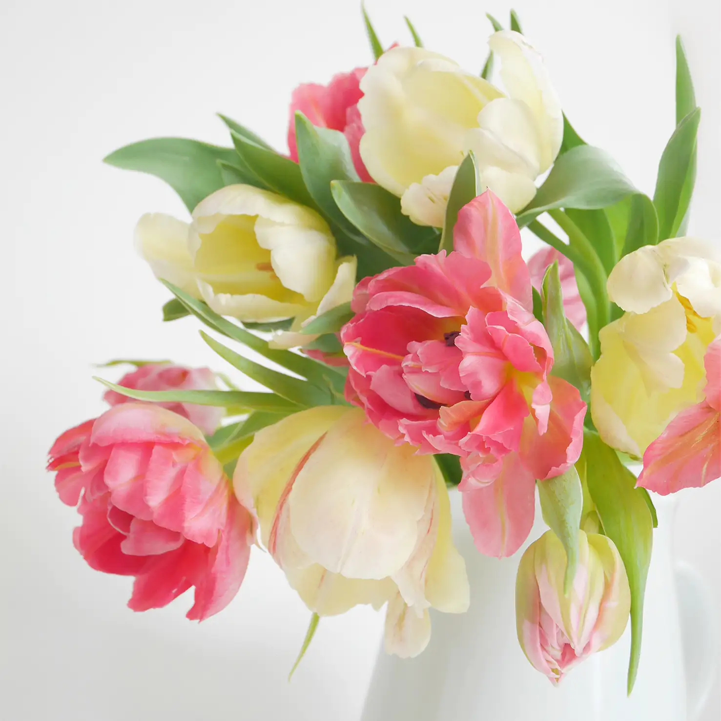 Braun & Company Servietten Motiv Tulip Romance 25 x 25 cm - 20er Pack