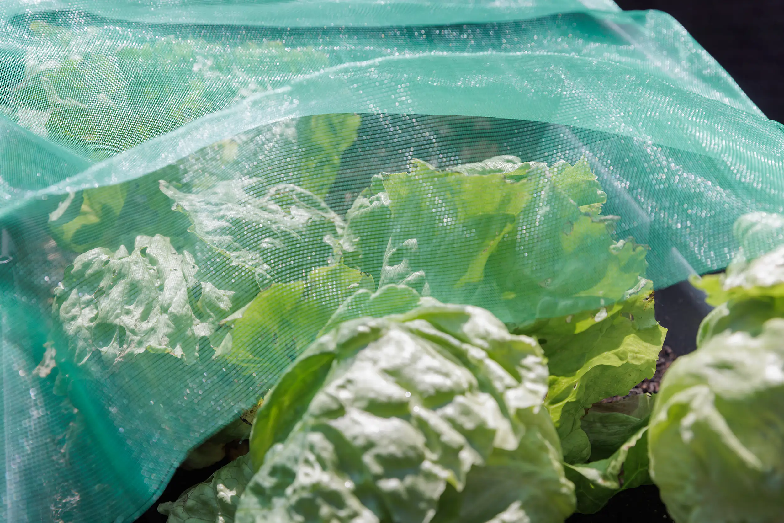 TrendLine Insektenschutznetz 1,4 x 5 m