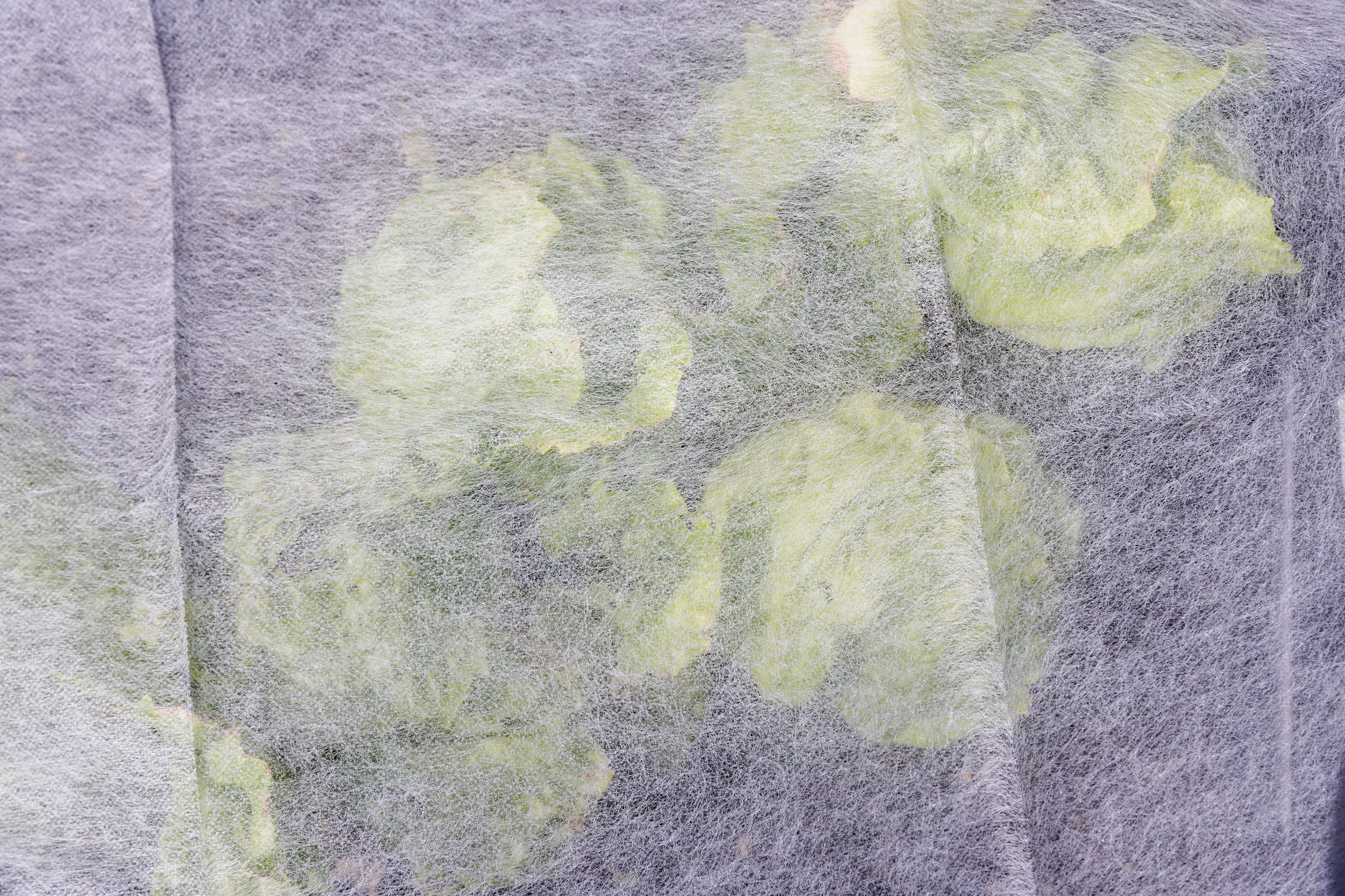 TrendLine Frühbeetvlies 1,5 x 5 m TrendLine Frühbeetvlies 1,5 x 5 m