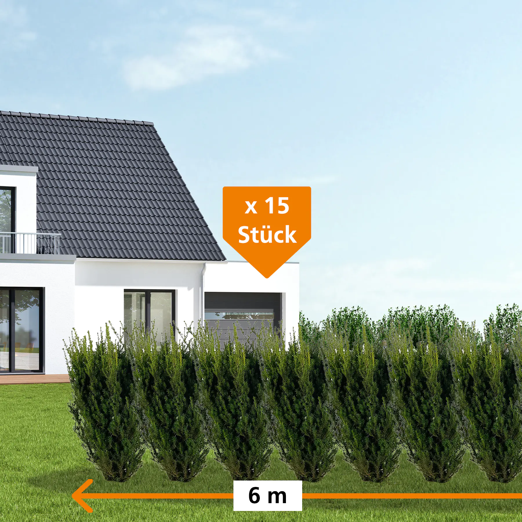 Bechereibe Hilli Taxus media hillii H 100 - 120 cm, 15 Stück