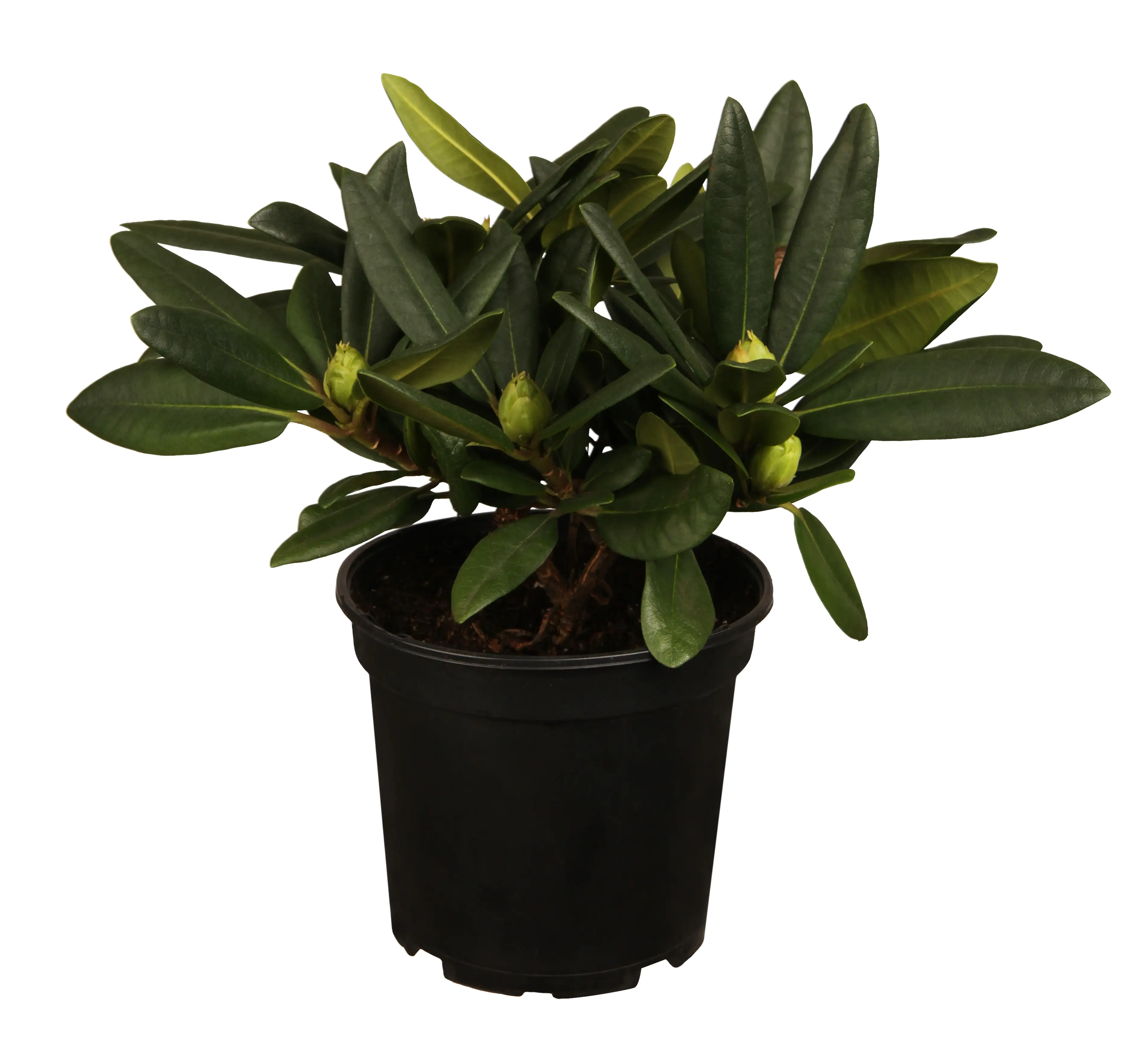 Rhododendron in Sorten 7,5 l Container Rhododendron in Sorten 7,5 l Container