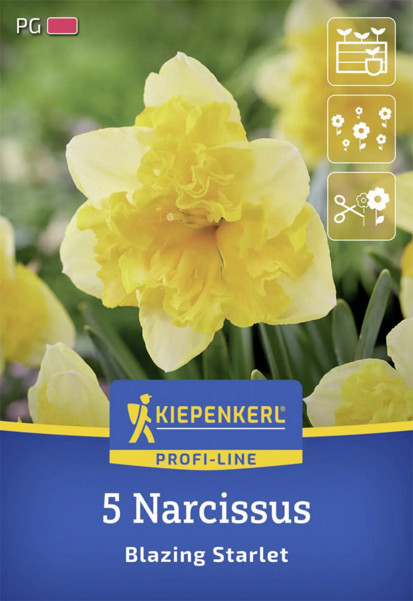 Kiepenkerl Herbstblumenzwiebel Profi-Line Schmetterlings-Narzisse Blazing Starlet 5 Stück