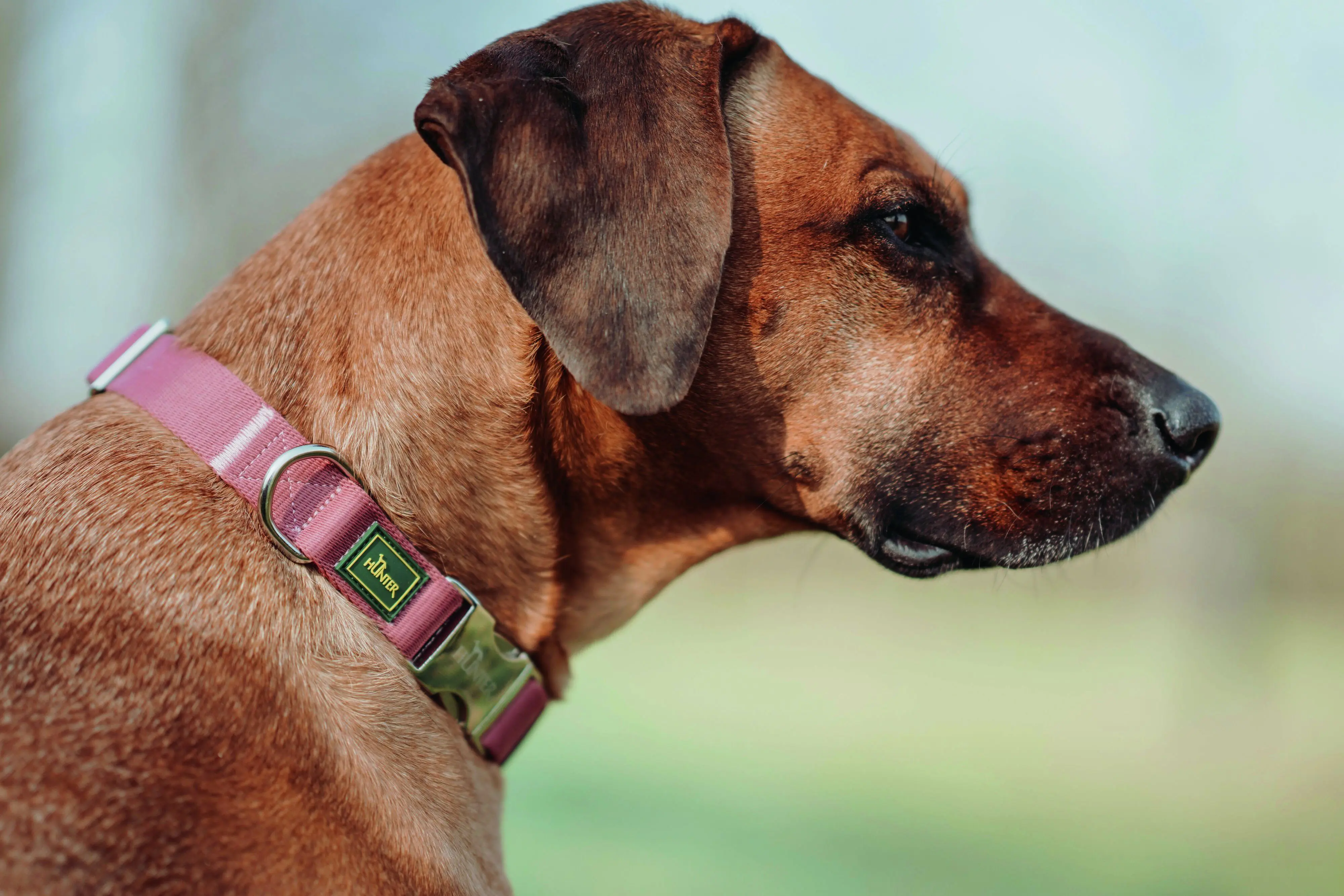 Hunter Hundehalsband Inari Alu-Strong M pastellrot