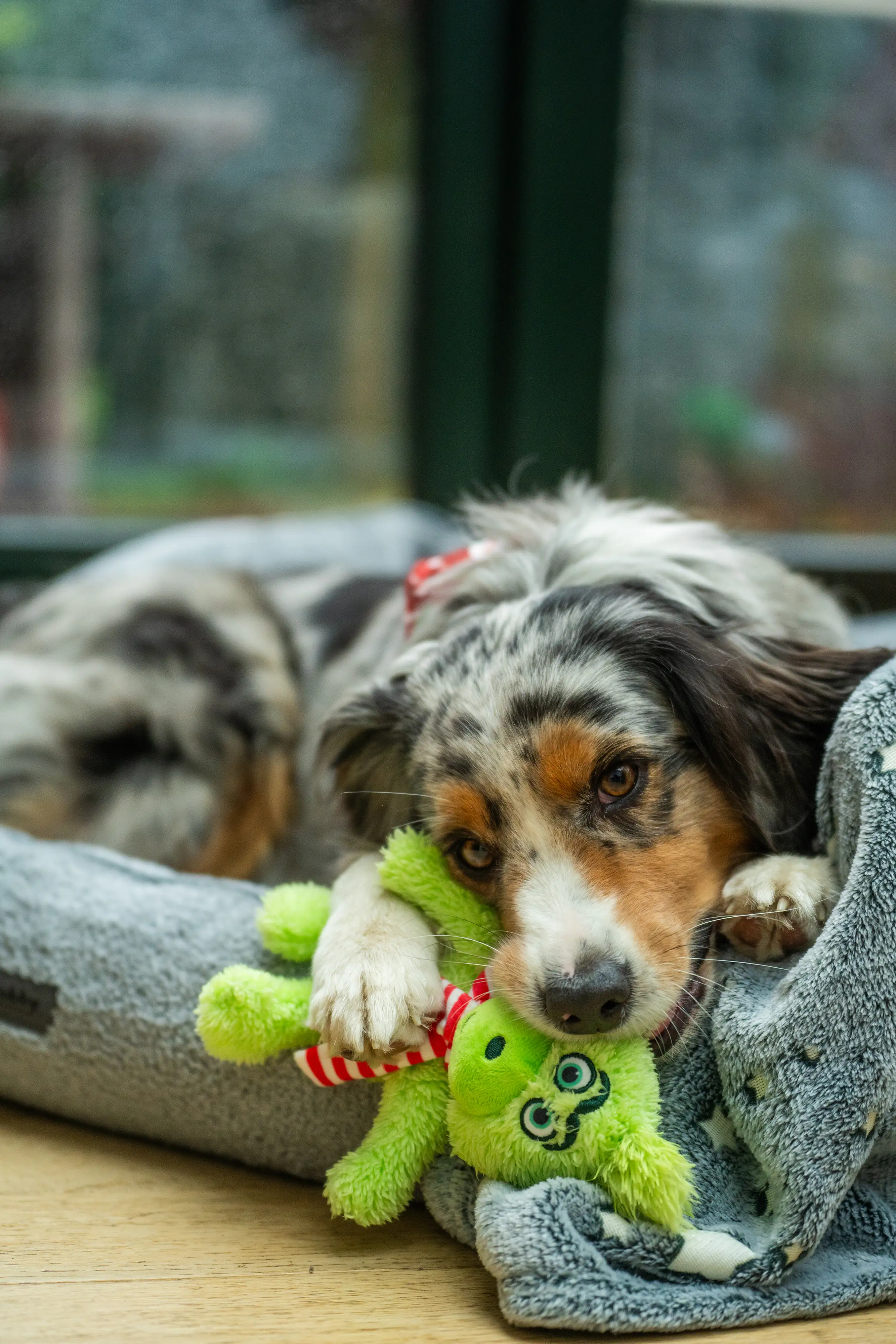 Nobby Hundespielzeug Xmas Plüsch Grinch