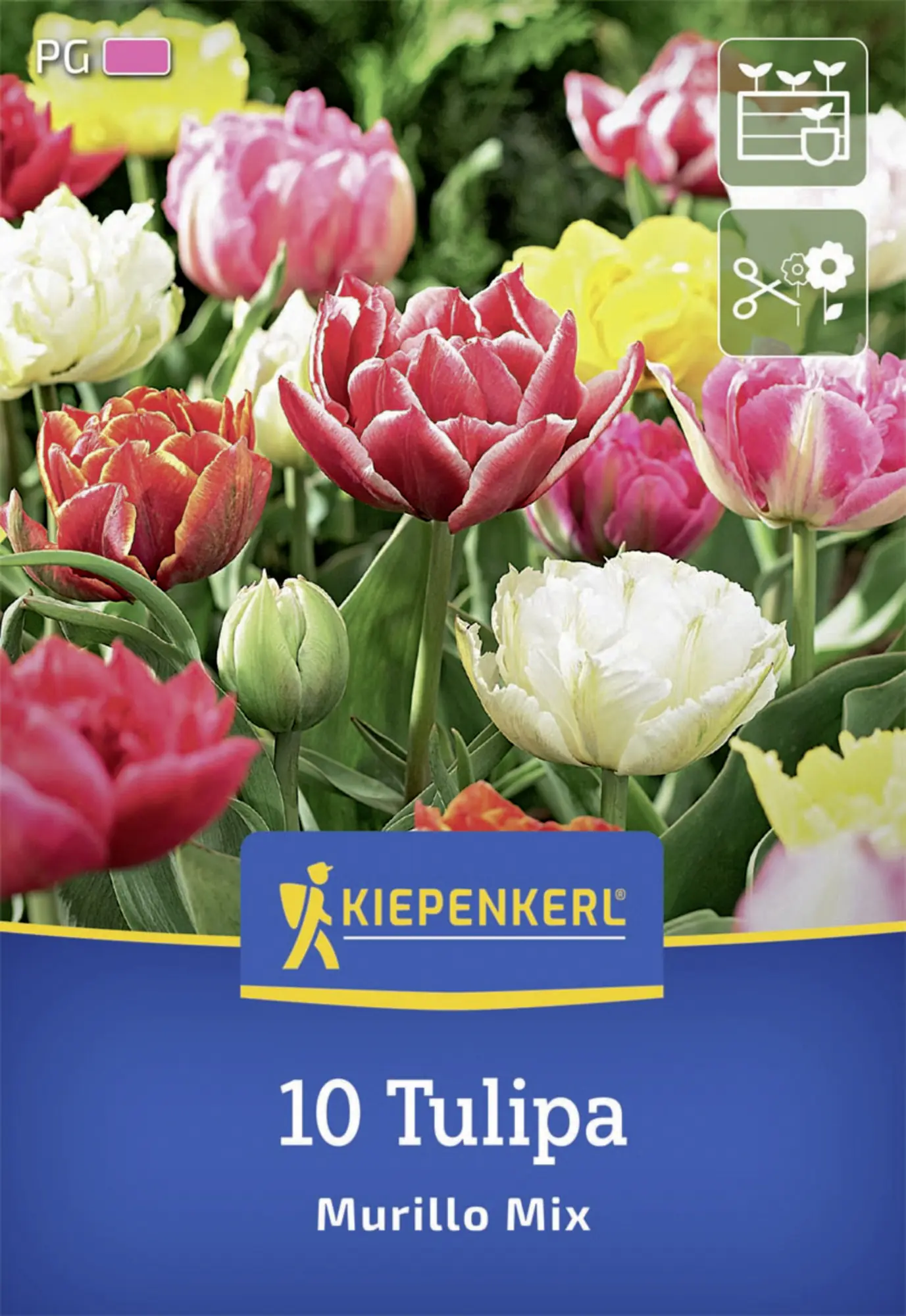 Kiepenkerl Herbstblumenzwiebel Tulpe Murillo Mix 10 Stück