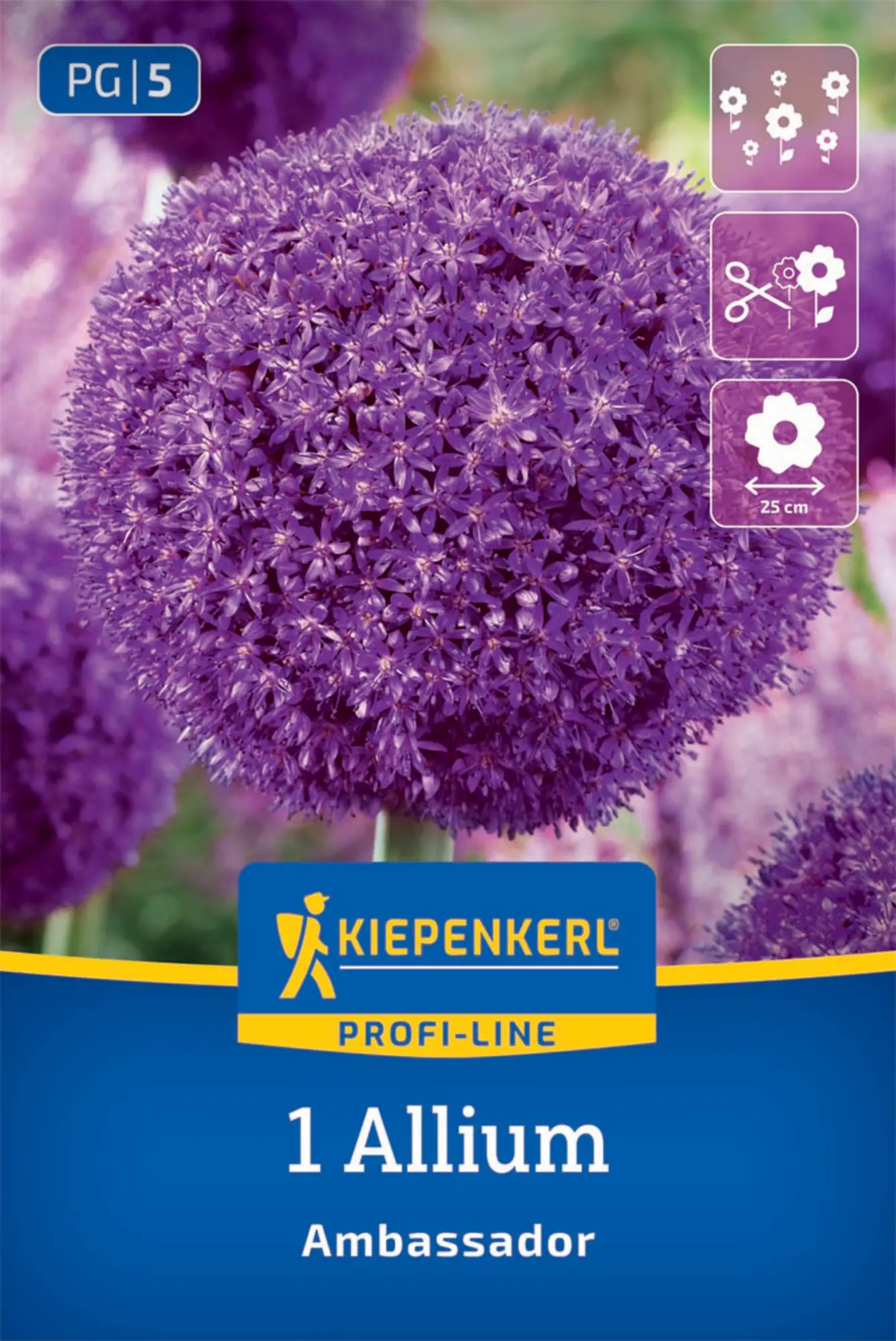 Kiepenkerl Herbstblumenzwiebel Zierlauch Allium Ambassador 1 Stück