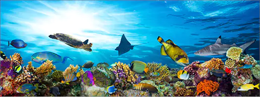 Deco-Glas Bild - Aquarium 80 x 30 cm  