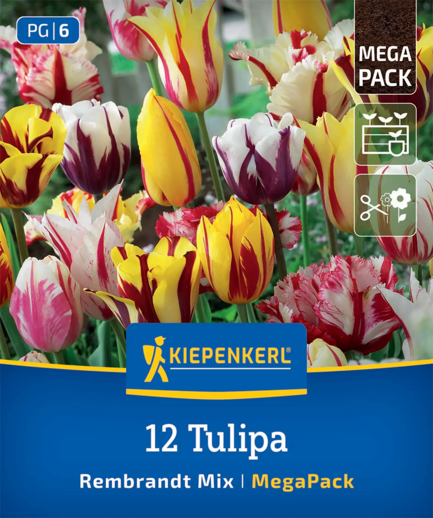 Kiepenkerl Herbstblumenzwiebel Tulpen Rembrandt-Tulpen Mischung 12 Stück