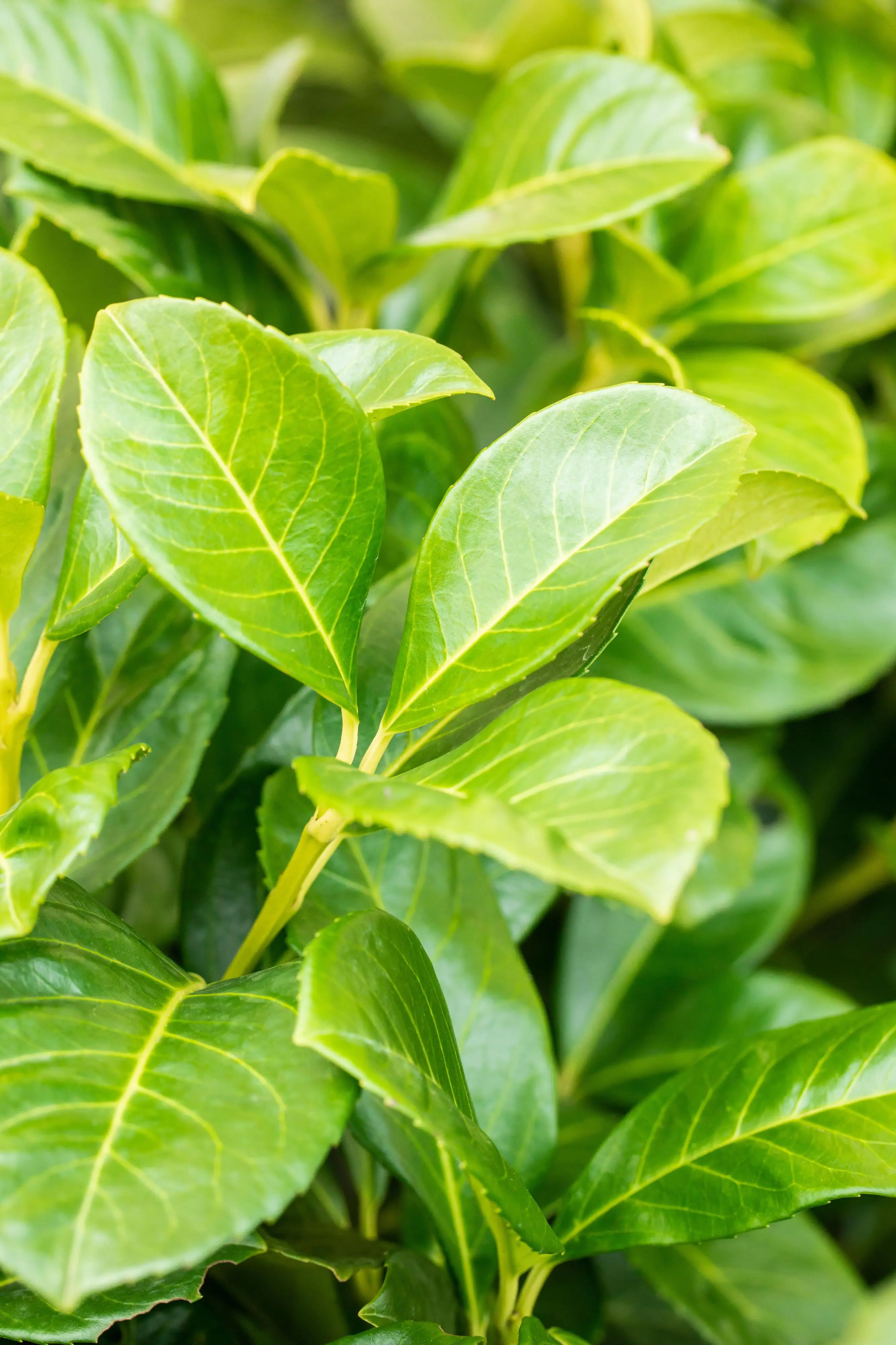 Kirschlorbeer Etna Prunus laur. Etna H 80 - 100 cm, 25 Stück