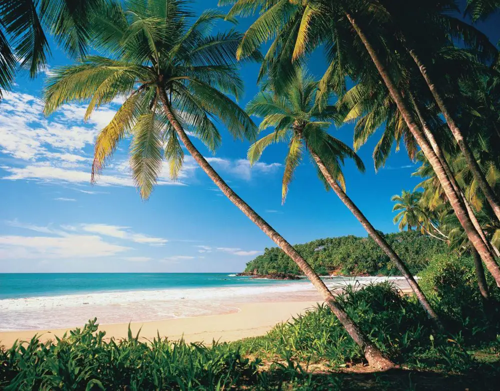 papermoon Vlies- Fototapete Digitaldruck 350 x 260 cm Palmbeach