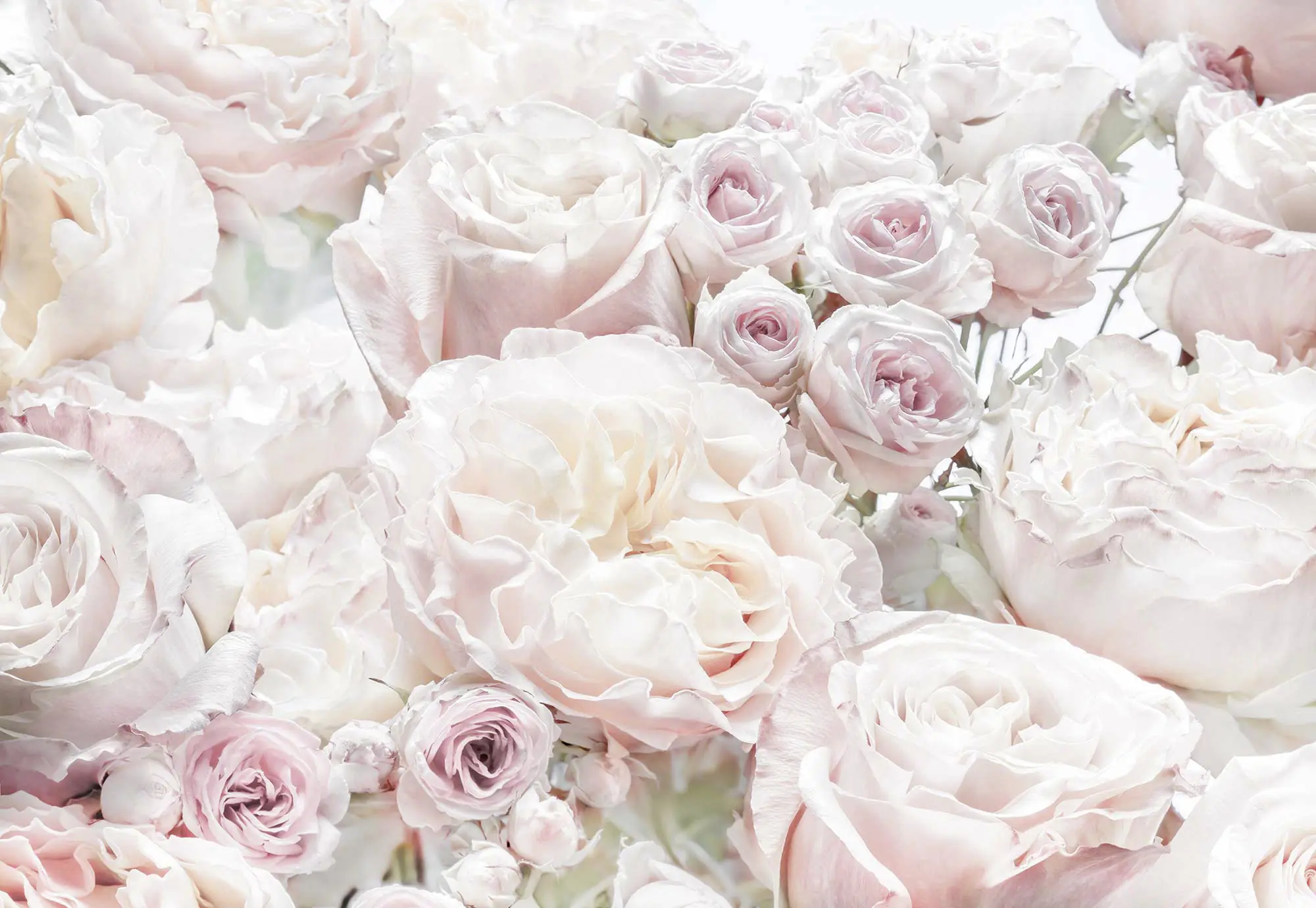 Komar Fototapete Spring Roses 368 x 254 cm 