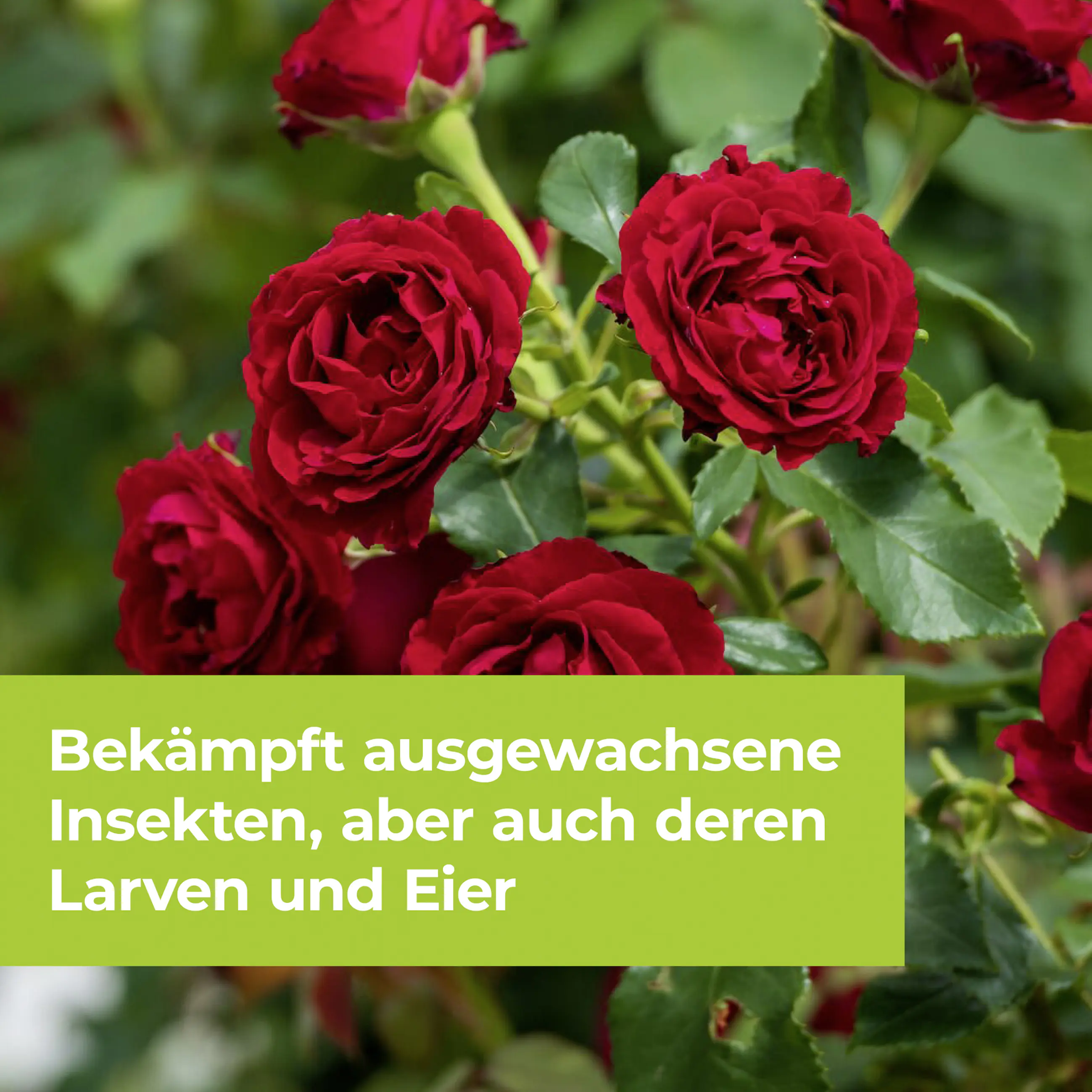 Protect Garden Lizetan Zierpflanzen- & Rosen-Spray AF 750 ml Protect Garden Lizetan Zierpflanzen- & Rosen-Spray AF 750 ml