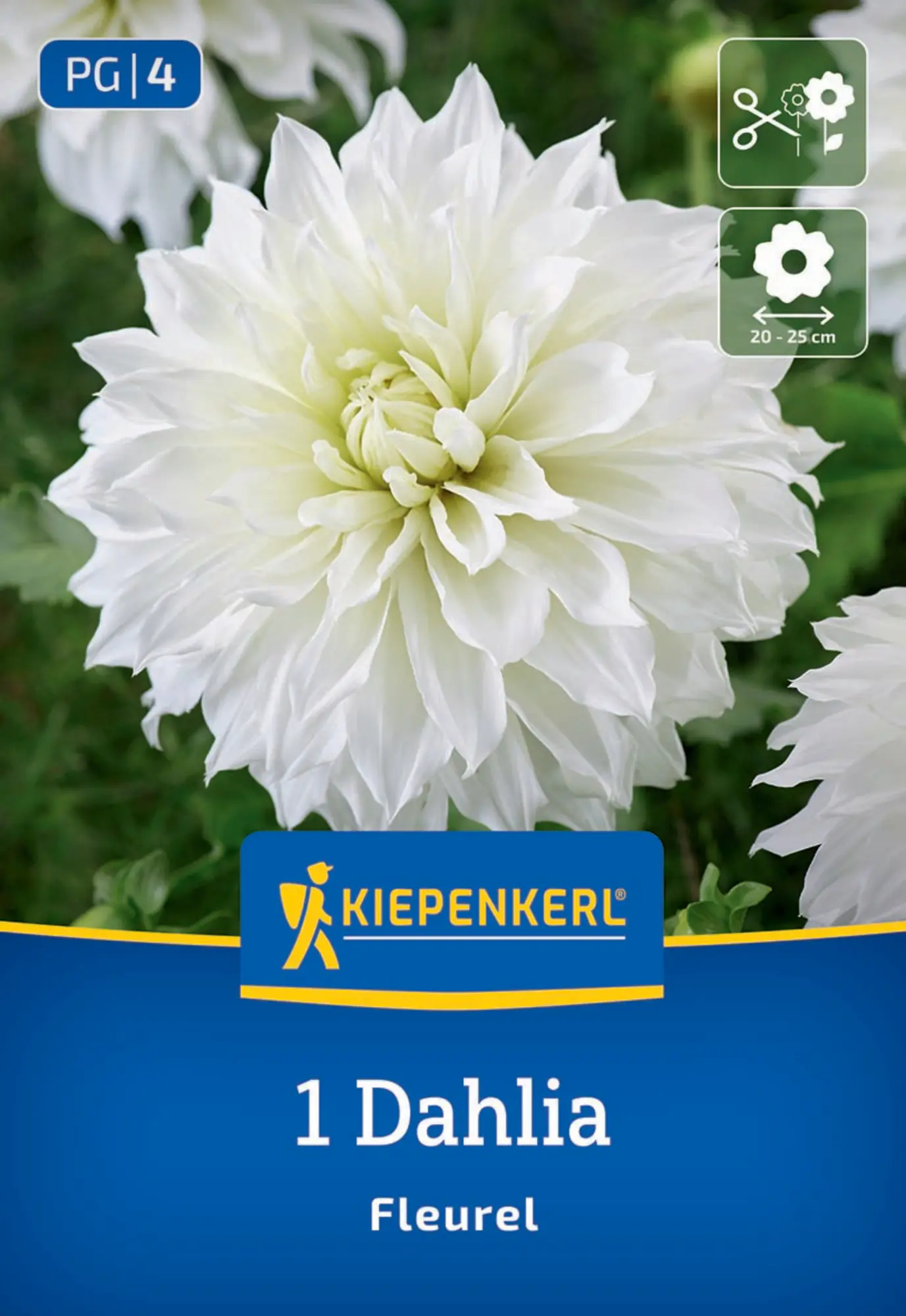 Kiepenkerl Frühjahrsblumenzwiebel Großblütige Dekorativ-Dahlie Fleurel 1 Stück