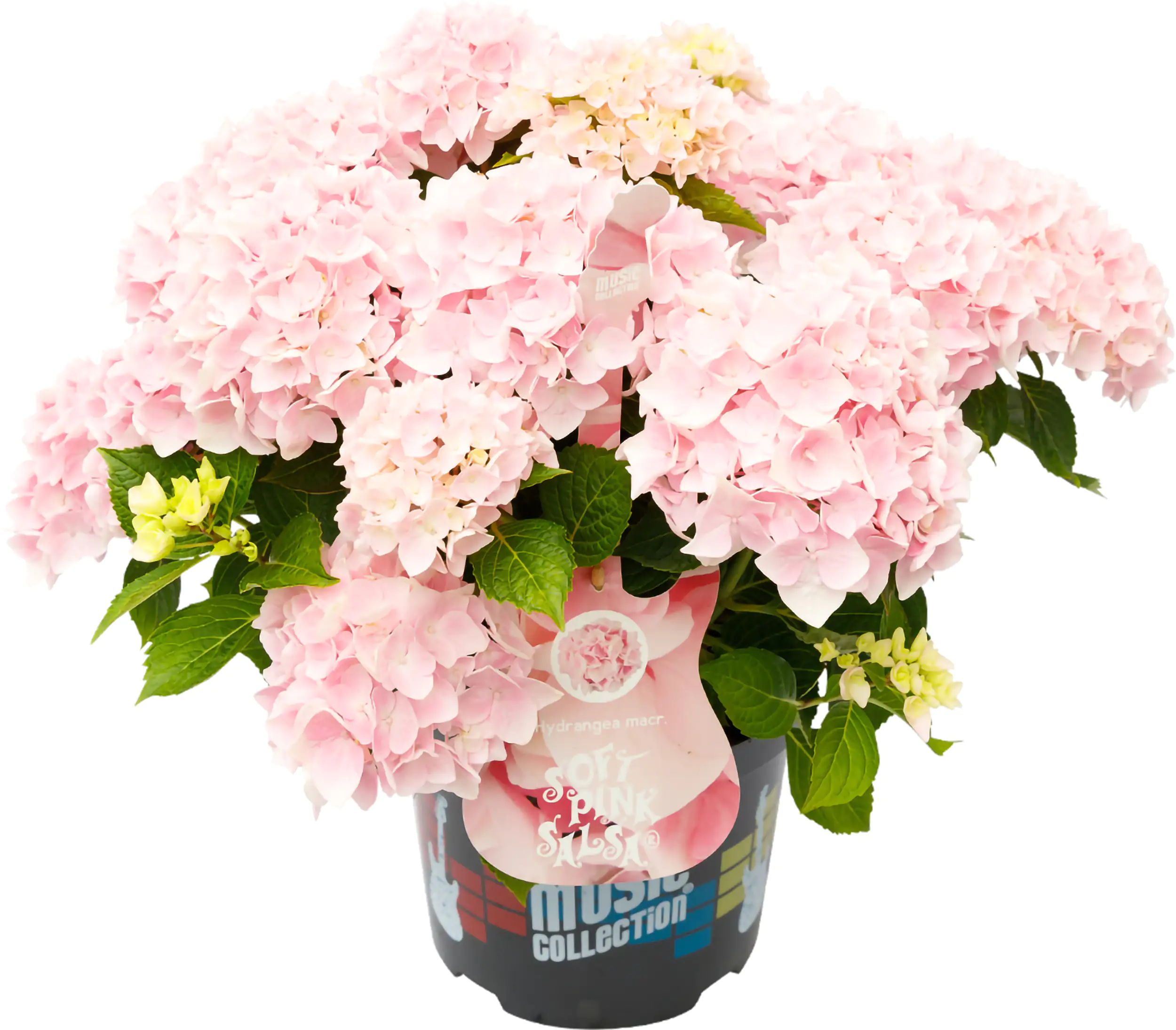 Bauernhortensie Music Collection Hydrangea mac. H 30 - 40 cm 5 L Container