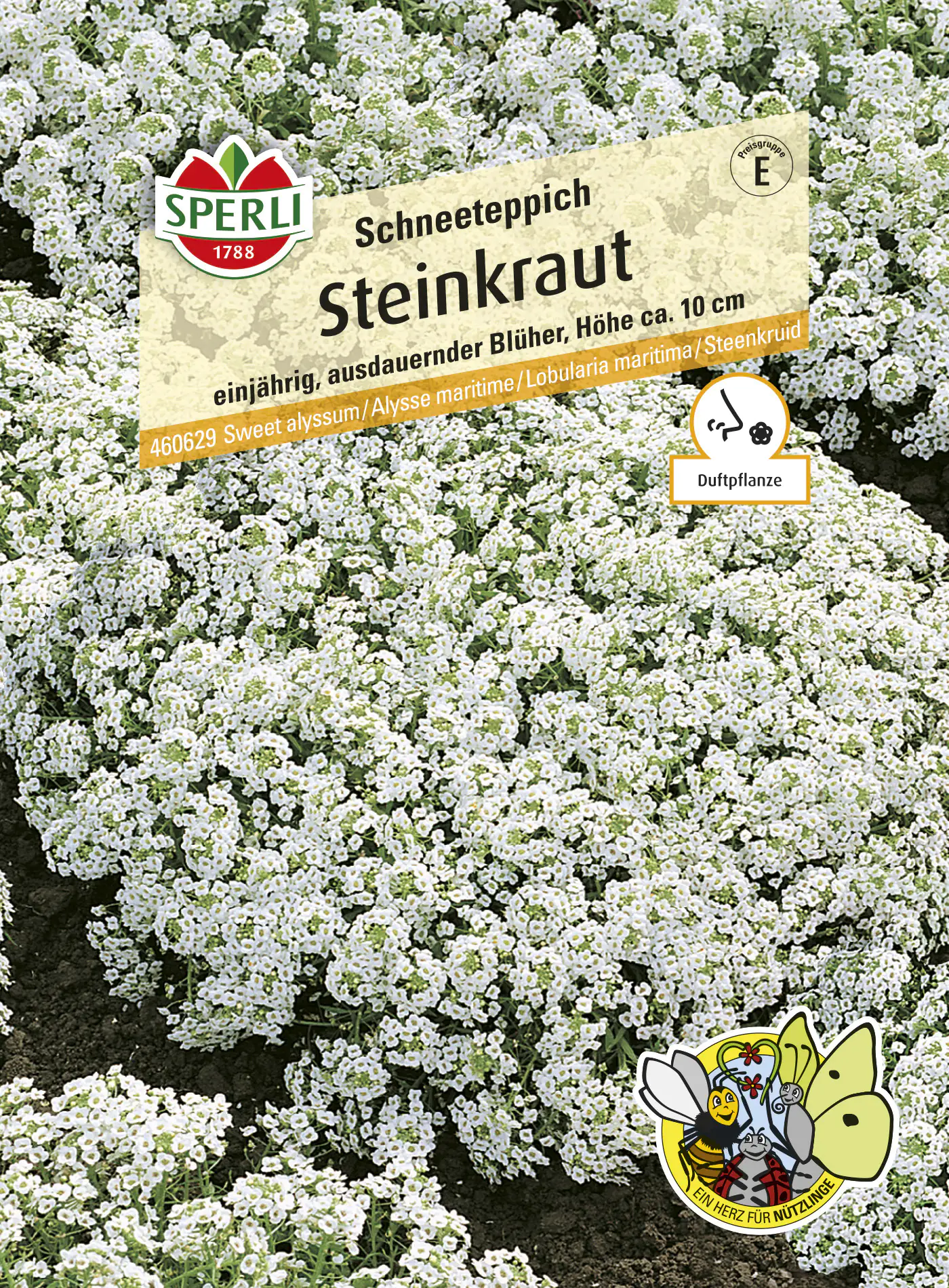 Sperli Steinkraut Schneeteppich