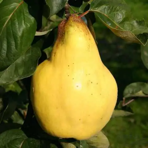 Birnenquittenbaum 7,5 L Container