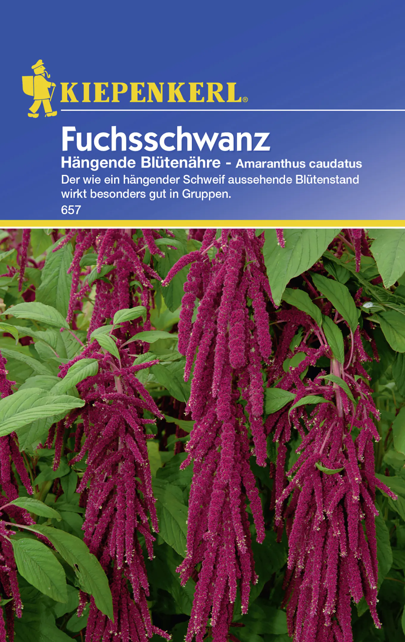 Kiepenkerl Fuchsschwanz Hängende Blütenähre Amaranthus caudatus, Inhalt: ca. 80 Pflanzen