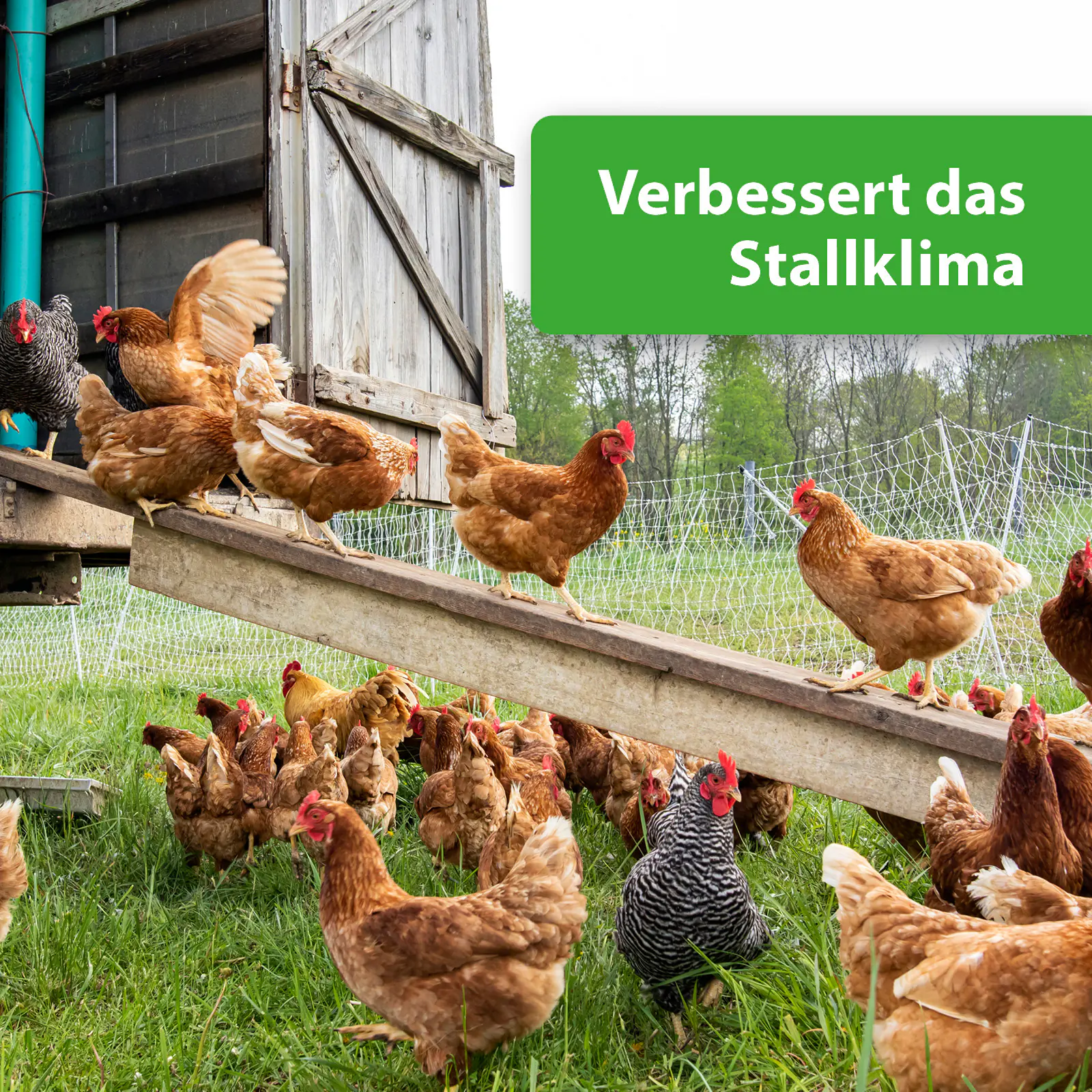 Quiko Hobbyfarming Kieselgur Pulver 200 g