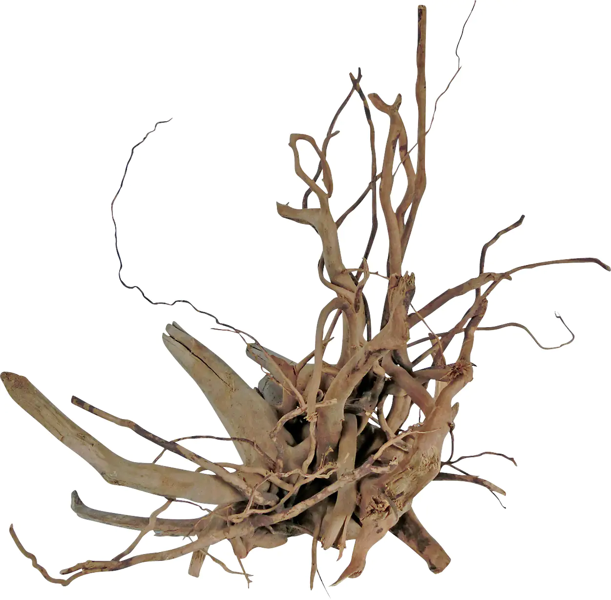 Orbit Finger-Wurzel Größe M 30-40 cm Orbit Finger-Wurzel Größe M 30-40 cm