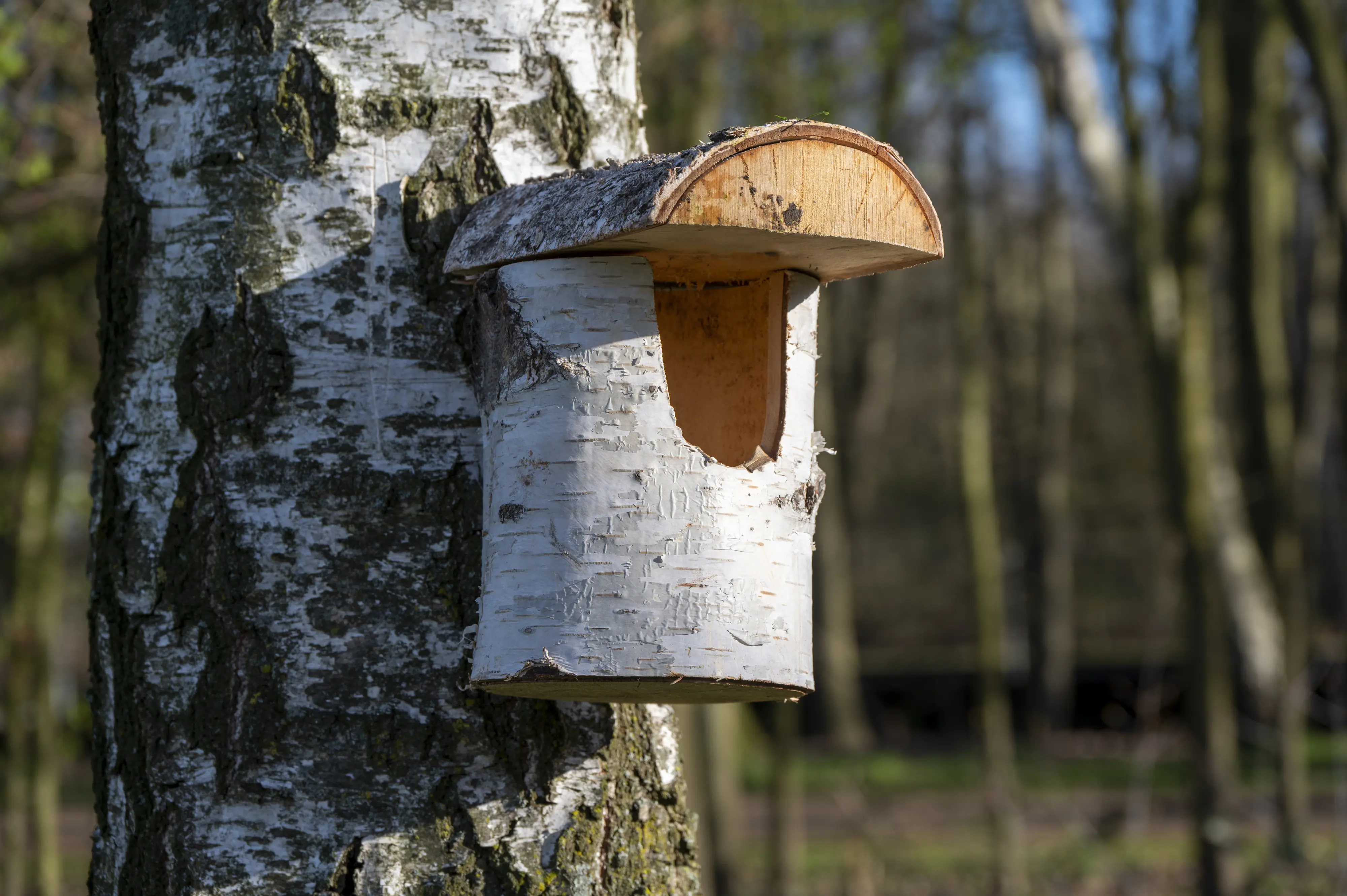 Dobar Nistkasten aus Birkenholz Einflugloch 80 mm 14 x 22 x 24 cm