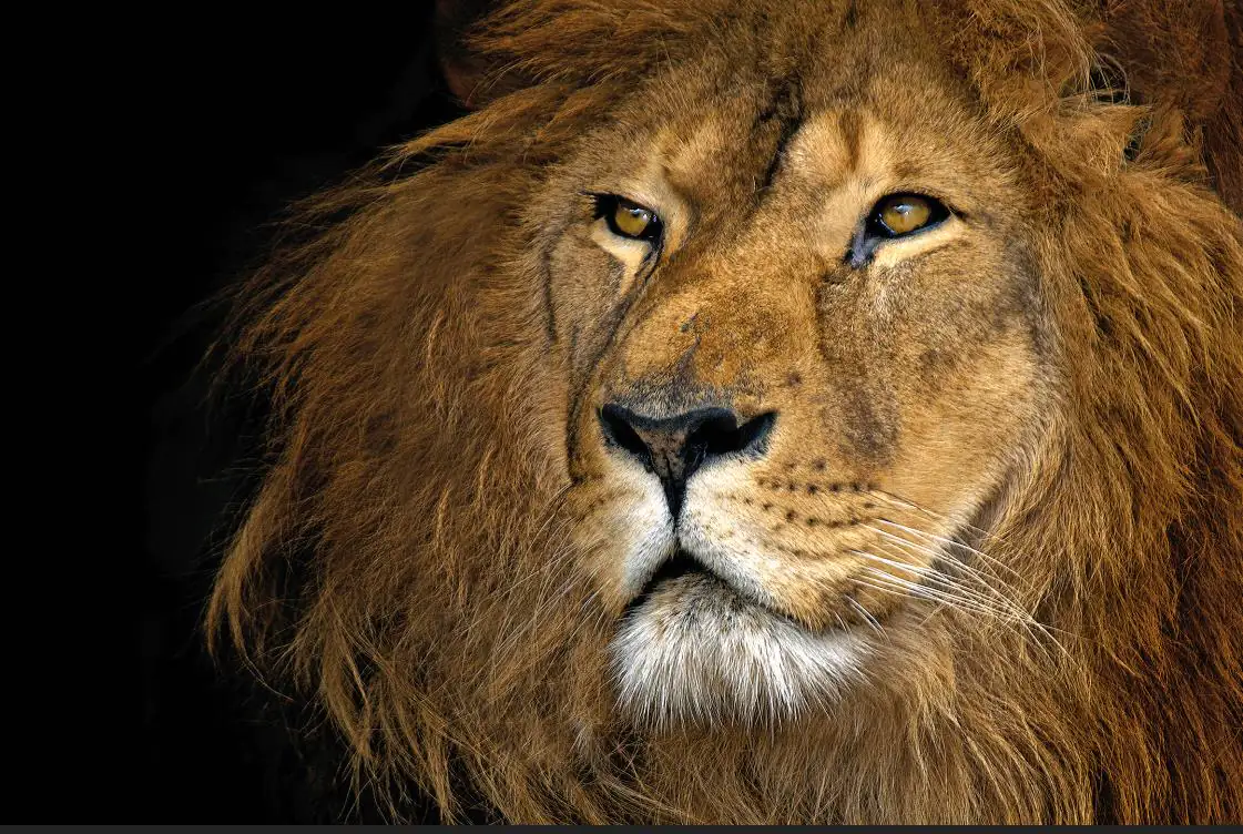 Deco-Canvas Bild  -Powerful Lion 116 x 76 cm