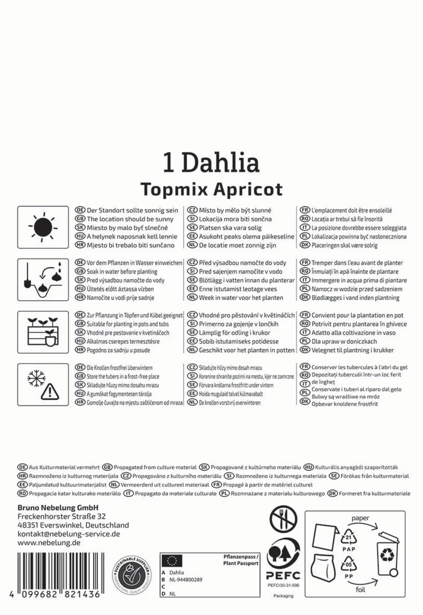 Kiepenkerl Frühjahrsblumenzwiebel Beet- & Topf-Dahlie Topmix Apricot 1 Stück