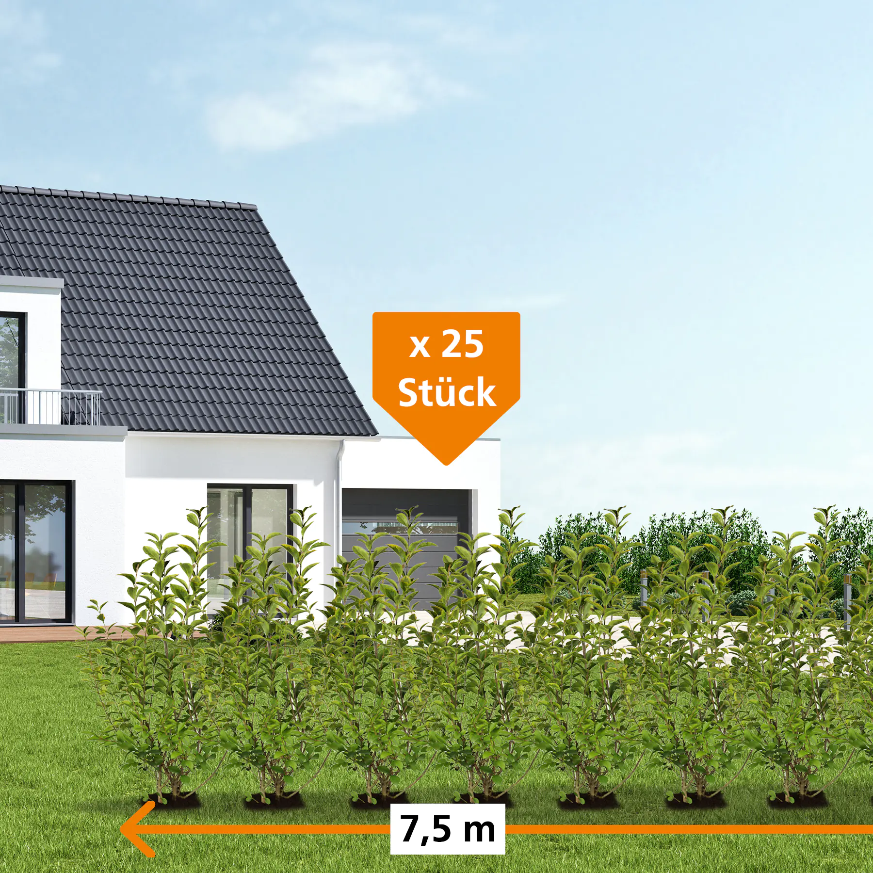 Ovalblättriger Liguster Ligustrum ovalivolium H 150 - 175 cm, 25 Stück Ovalblättriger Liguster Ligustrum ovalivolium H 150 - 175 cm, 25 Stück