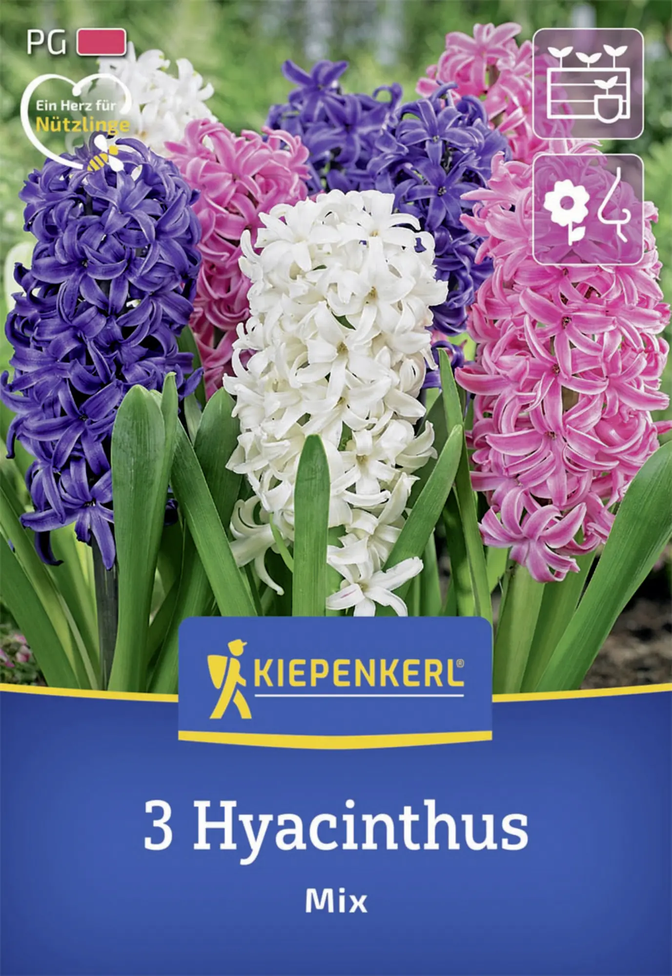 Kiepenkerl Herbstblumenzwiebel Hyazinthen Mischung 3 Stück