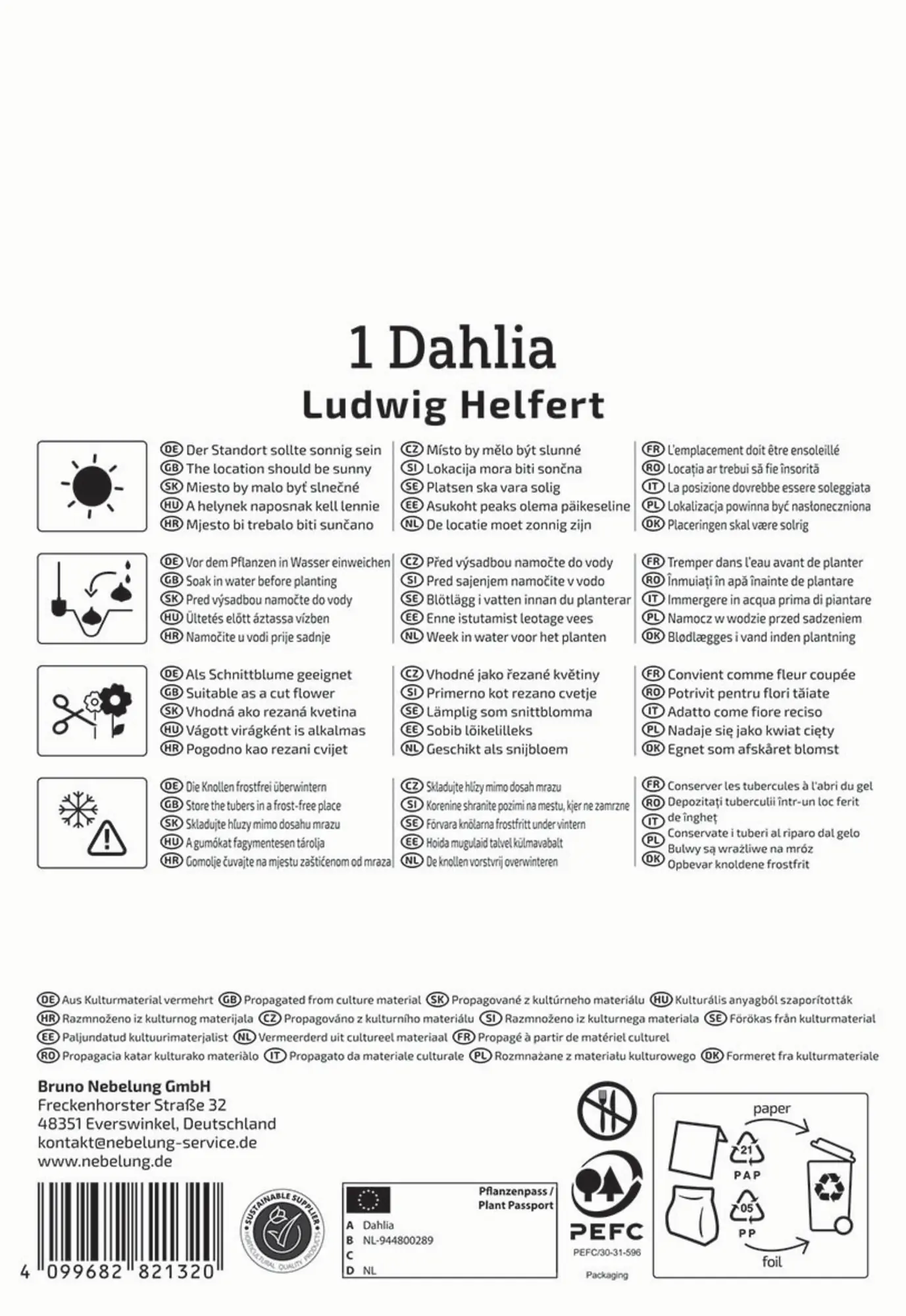 Kiepenkerl Frühjahrsblumenzwiebel Kaktus-Dahlie Ludwig Helfert 1 Stück