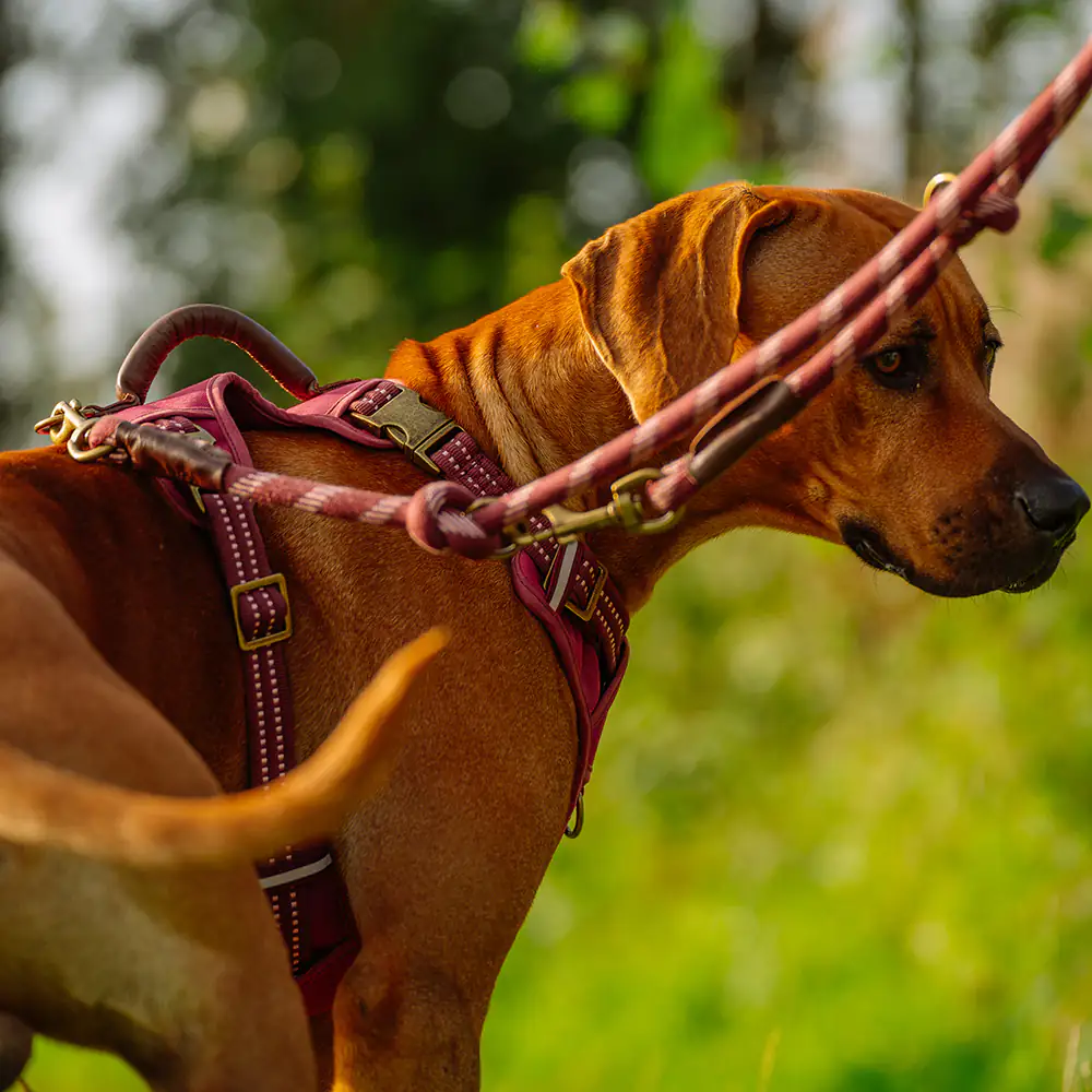 Nobby Führleine Sporty rot 200 cm x 13 mm