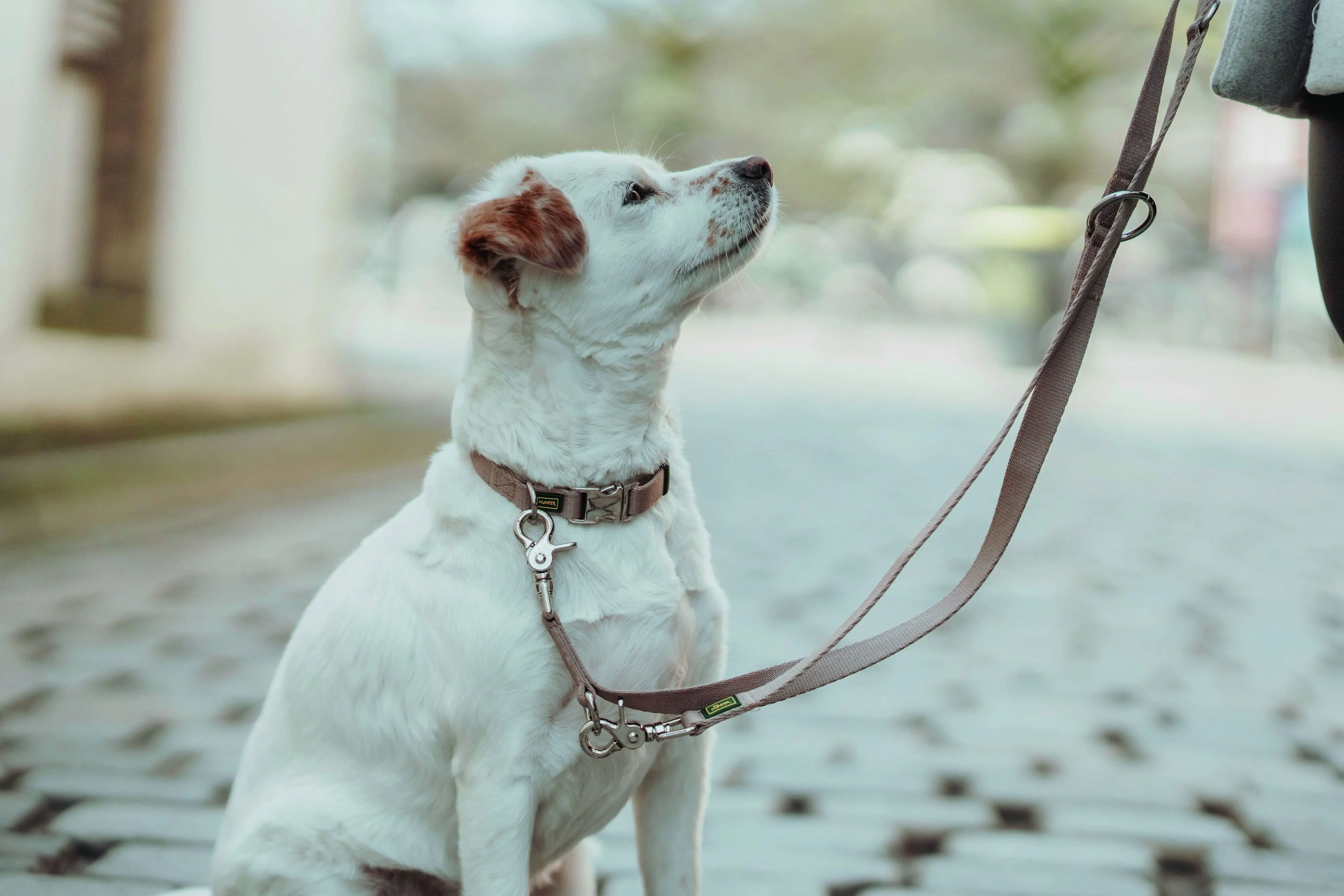 Hunter Hundeleine Führleine verstellbar Inari 2 m x 2,5 cm beige