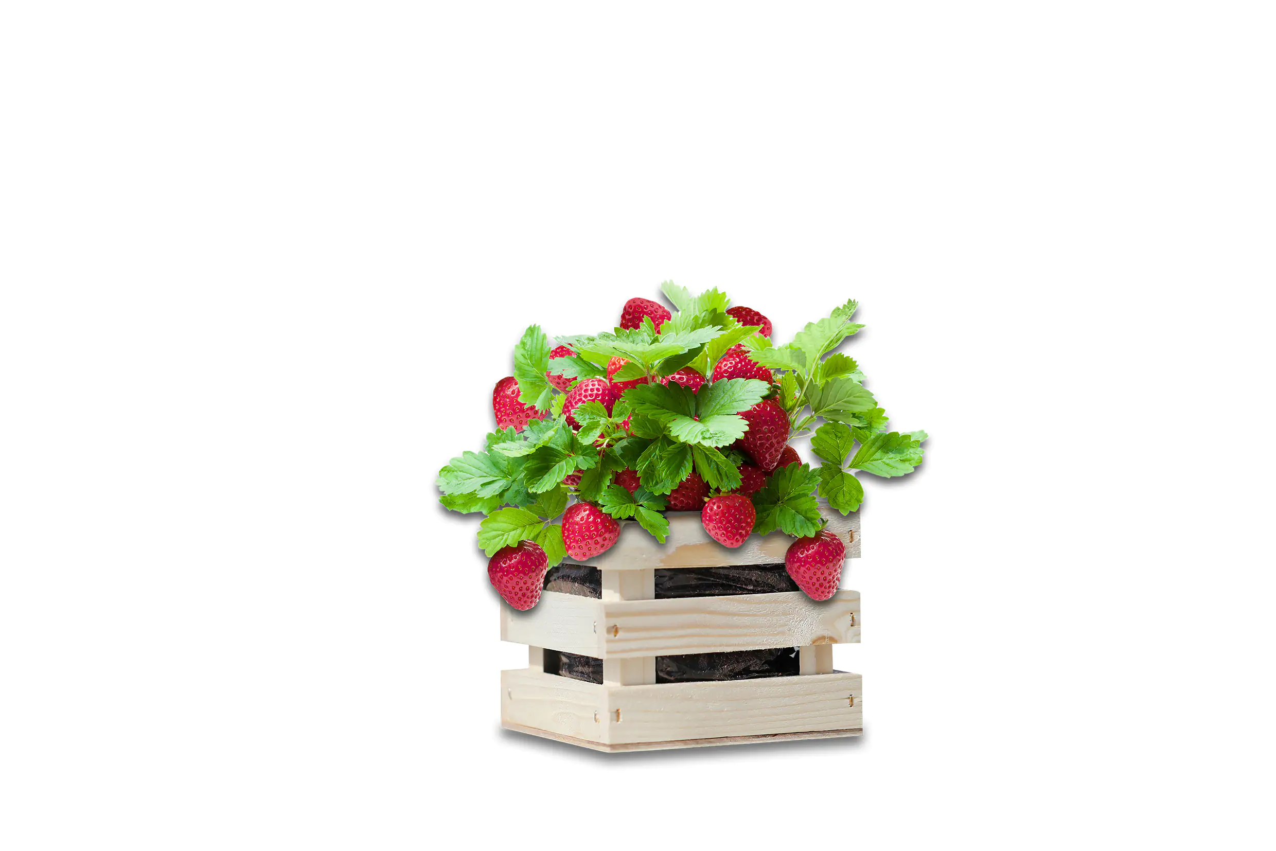 Baza Seeds Garden Box extra süße Erdbeere