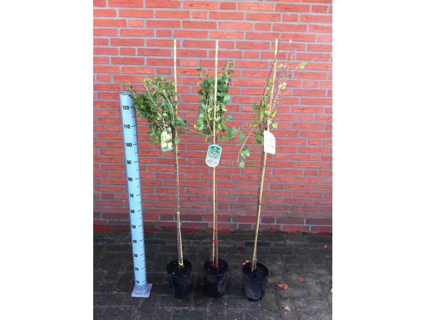 Stachelbeeren Stamm in Sorten 3 L Container