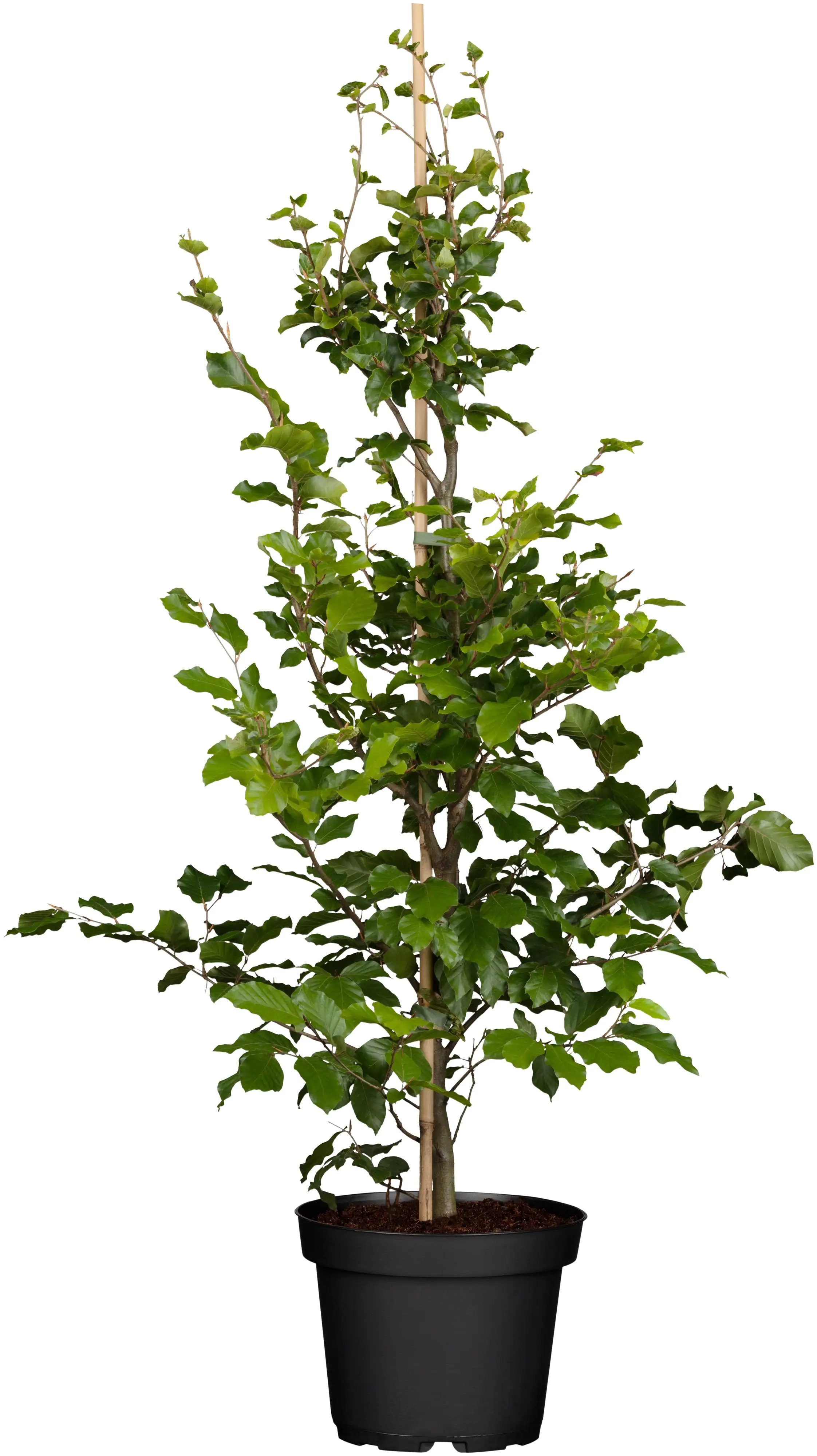 Rotbuche Fagus sylvatica H 175 - 200 cm, 30 Stück Rotbuche Fagus sylvatica H 175 - 200 cm, 30 Stück