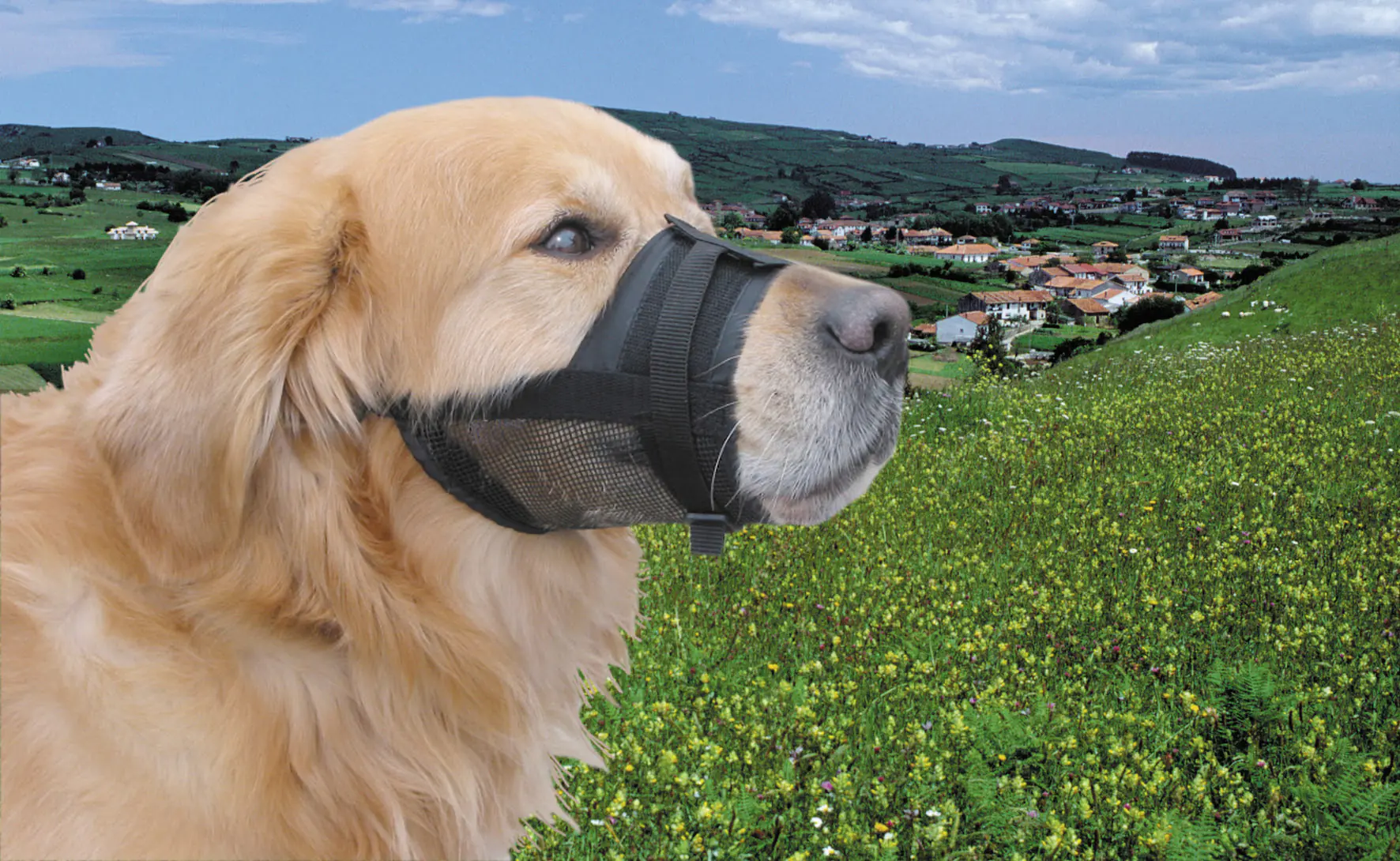 Nobby Hundemaulkorb M schwarz