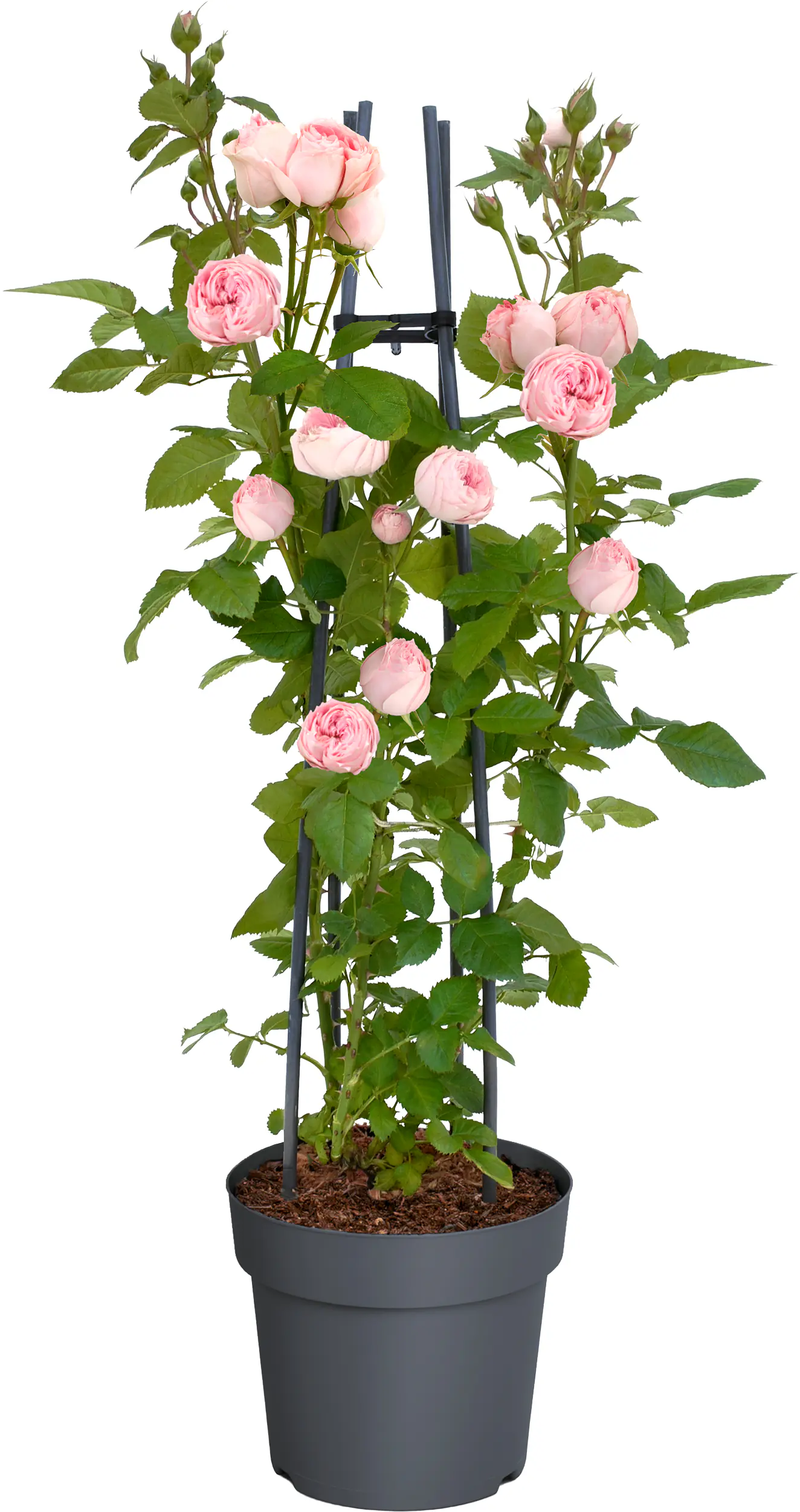 Muttertags-Rosen H 30 - 40 cm, 23 cm Topf