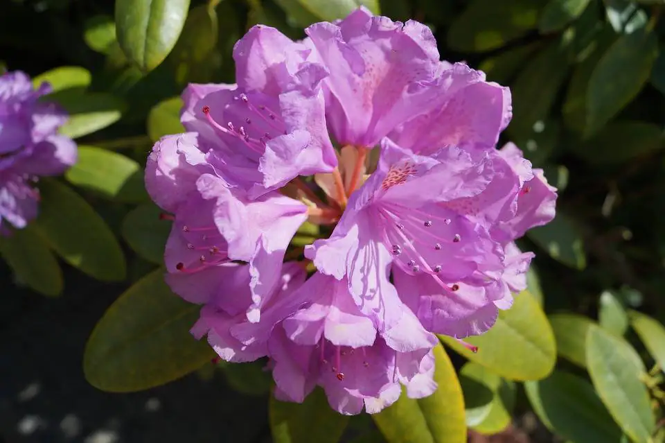 Rhododendron Catawbiense Grandiflorum 5 l Container