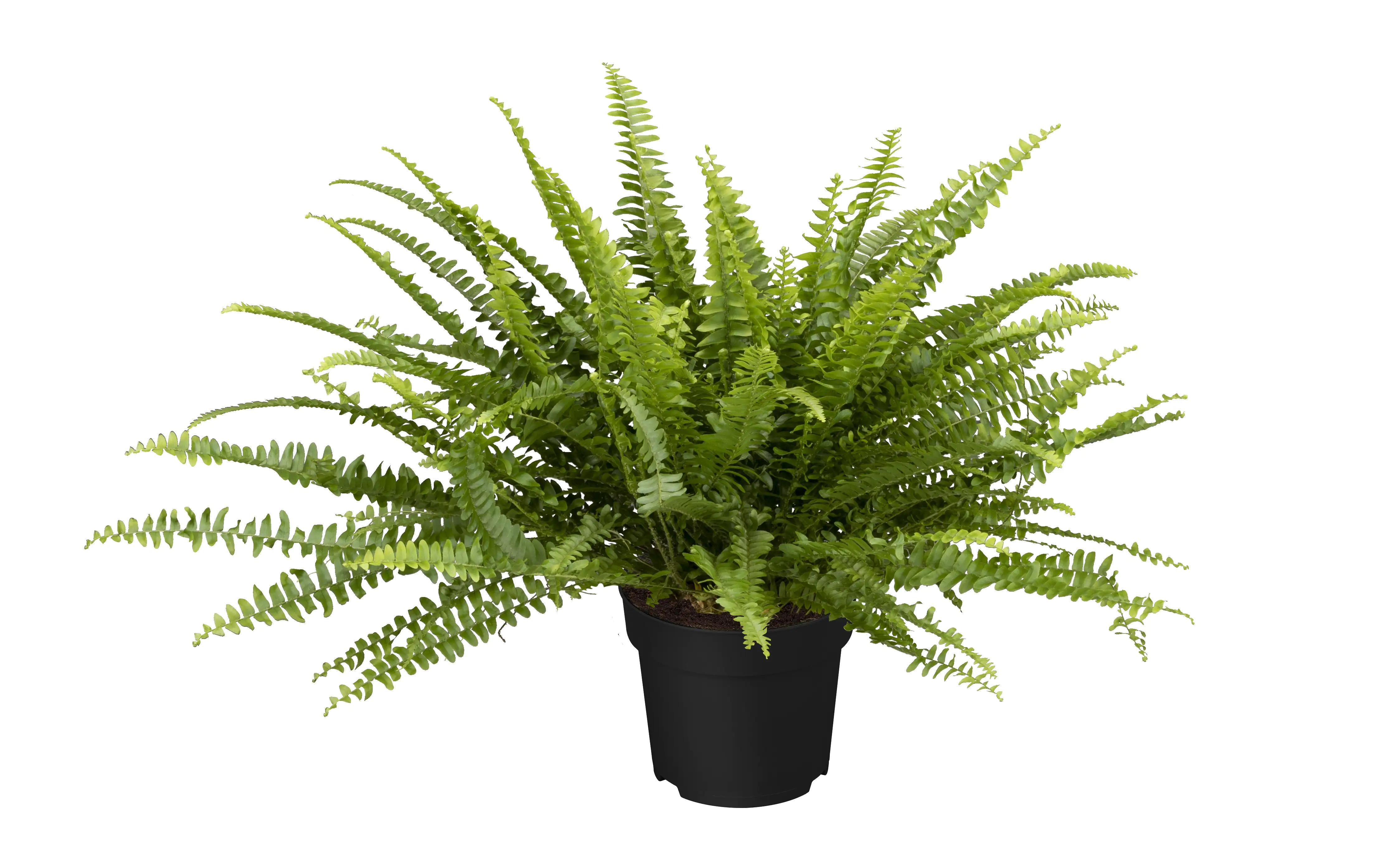 Schwertfarn Nephrolepis exaltata Green Lady H ca. 60 cm 17 cm Topf