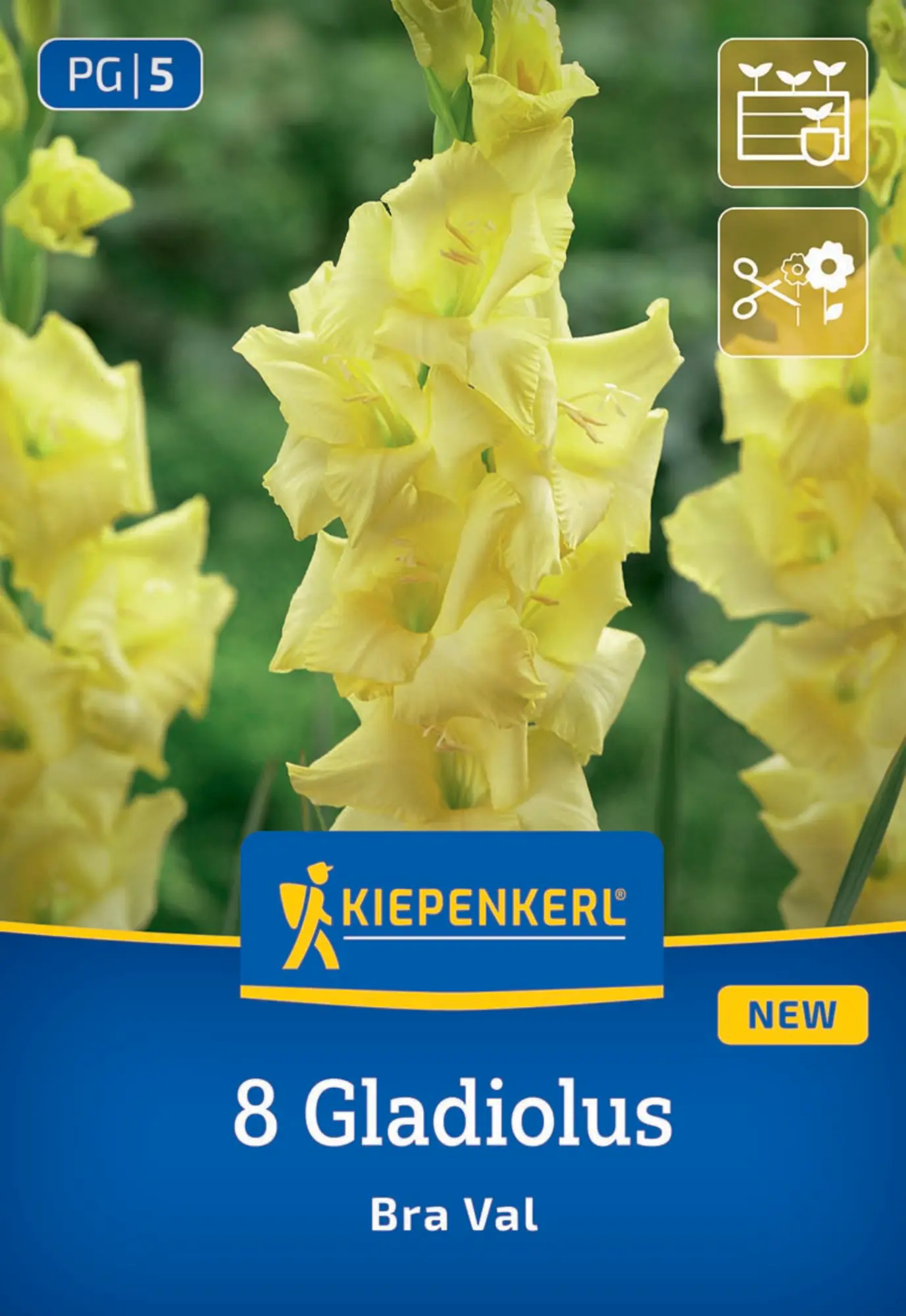 Kiepenkerl Frühjahrsblumenzwiebel Gladiole Bra Val 8 Stück