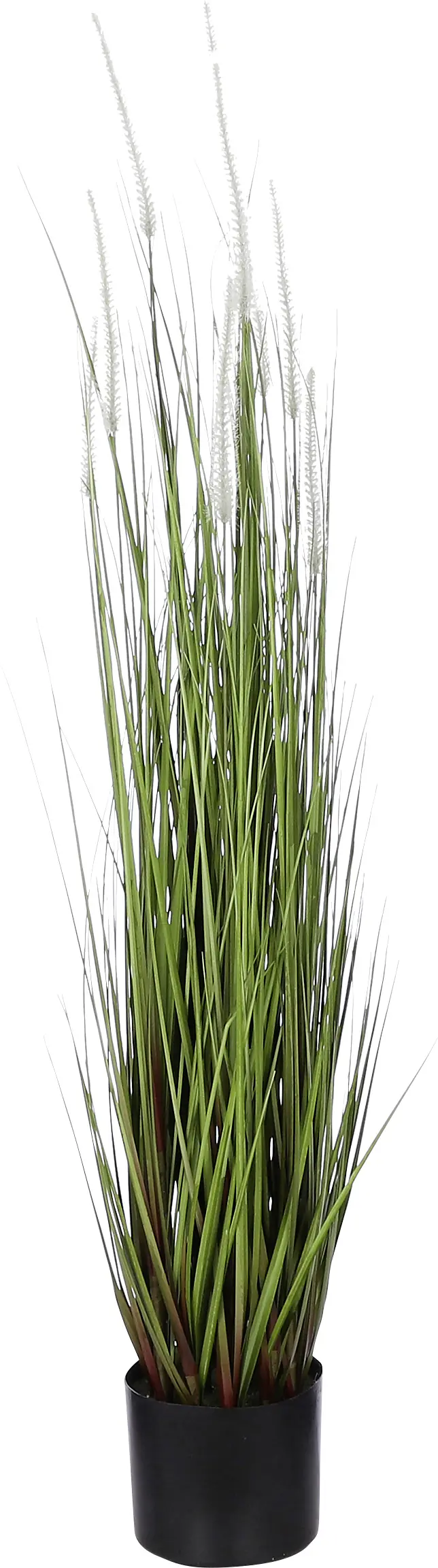 Mica Dogtail Gras grün in Topf 115 x 35 cm