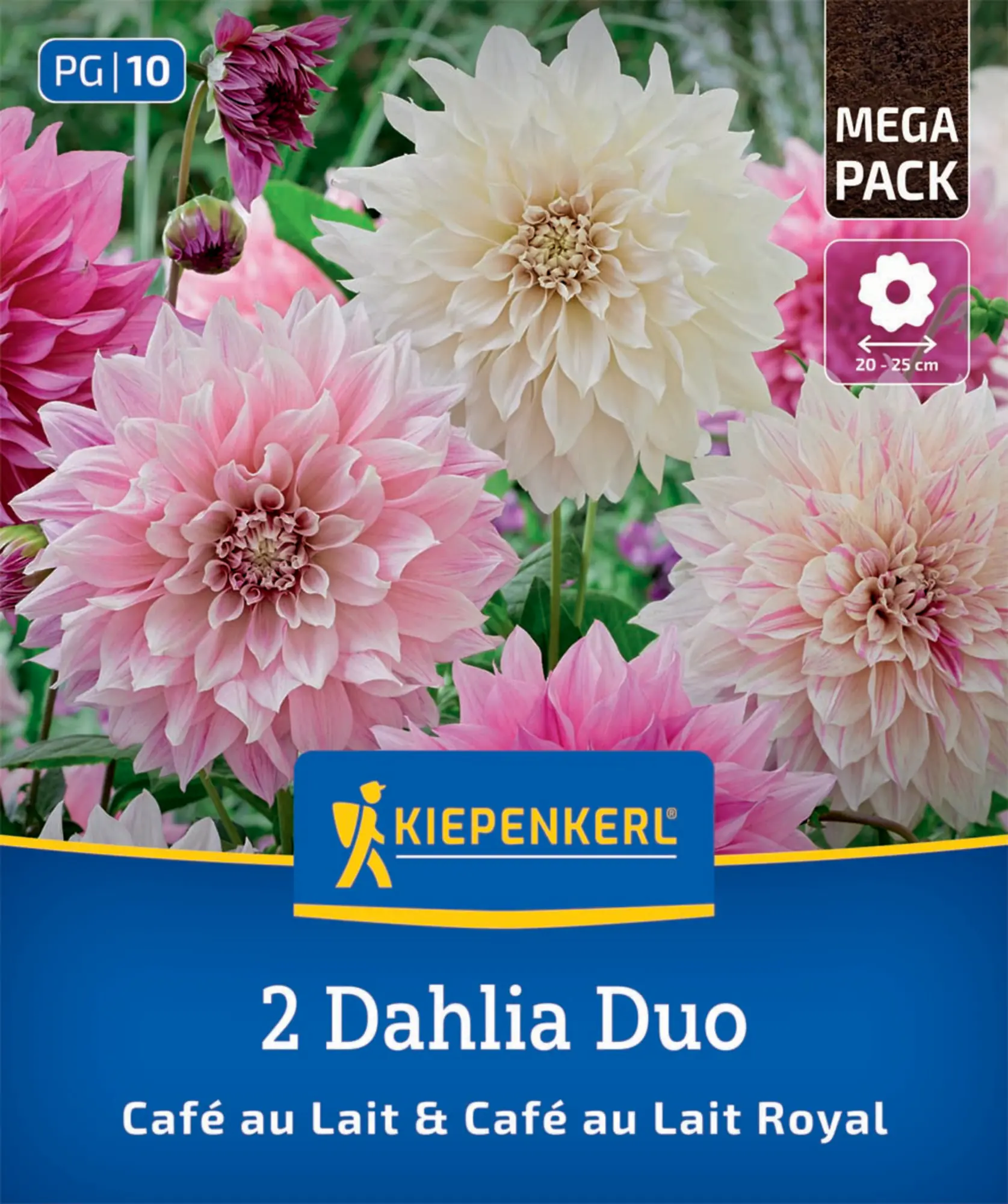 Kiepenkerl Frühjahrsblumenzwiebel Dahlien Duo Café au Lait & Café au Lait Royal 2 Stück