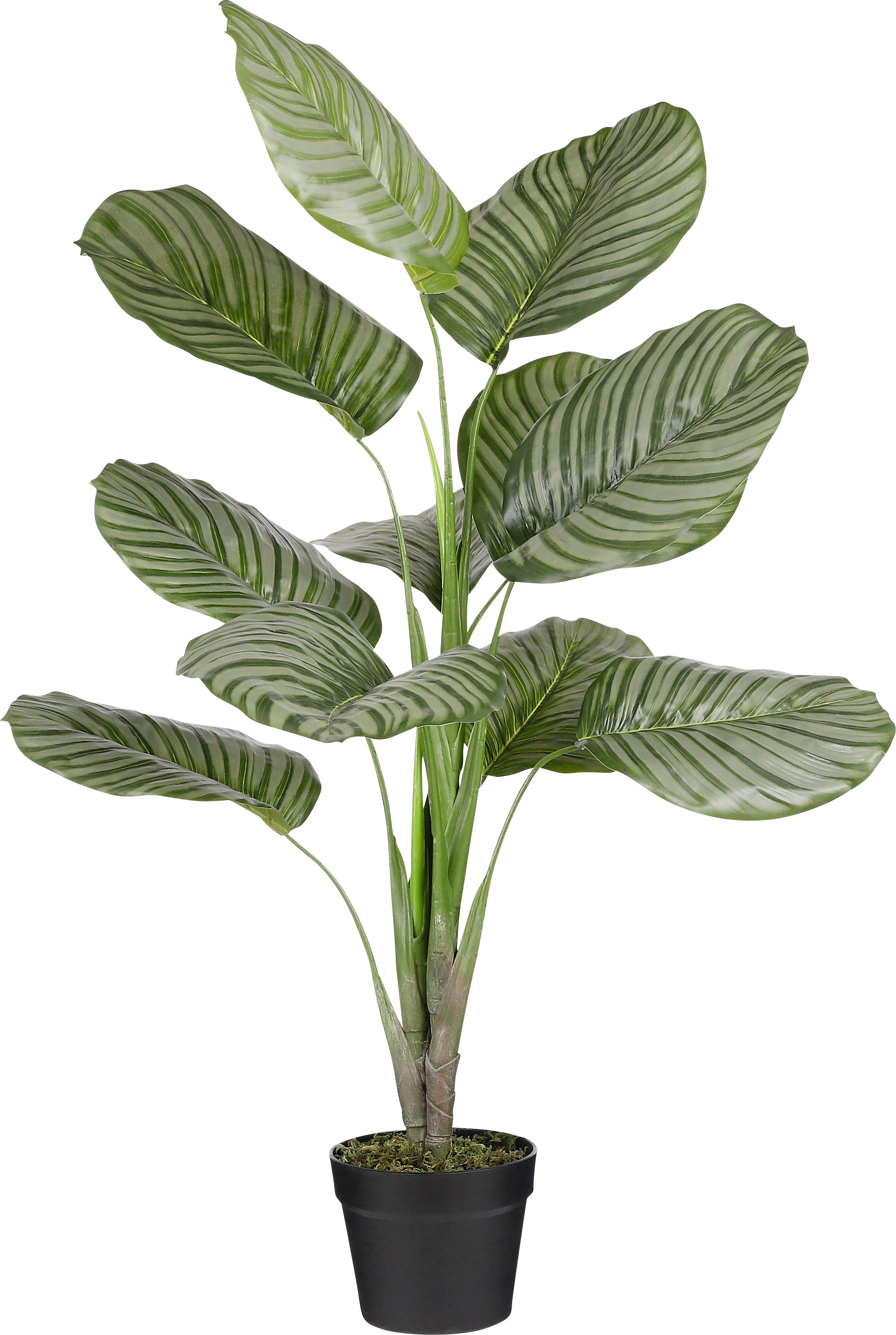 Mica Kunstpflanze Calathea orbifolia im Topf grün 90 x 60 cm