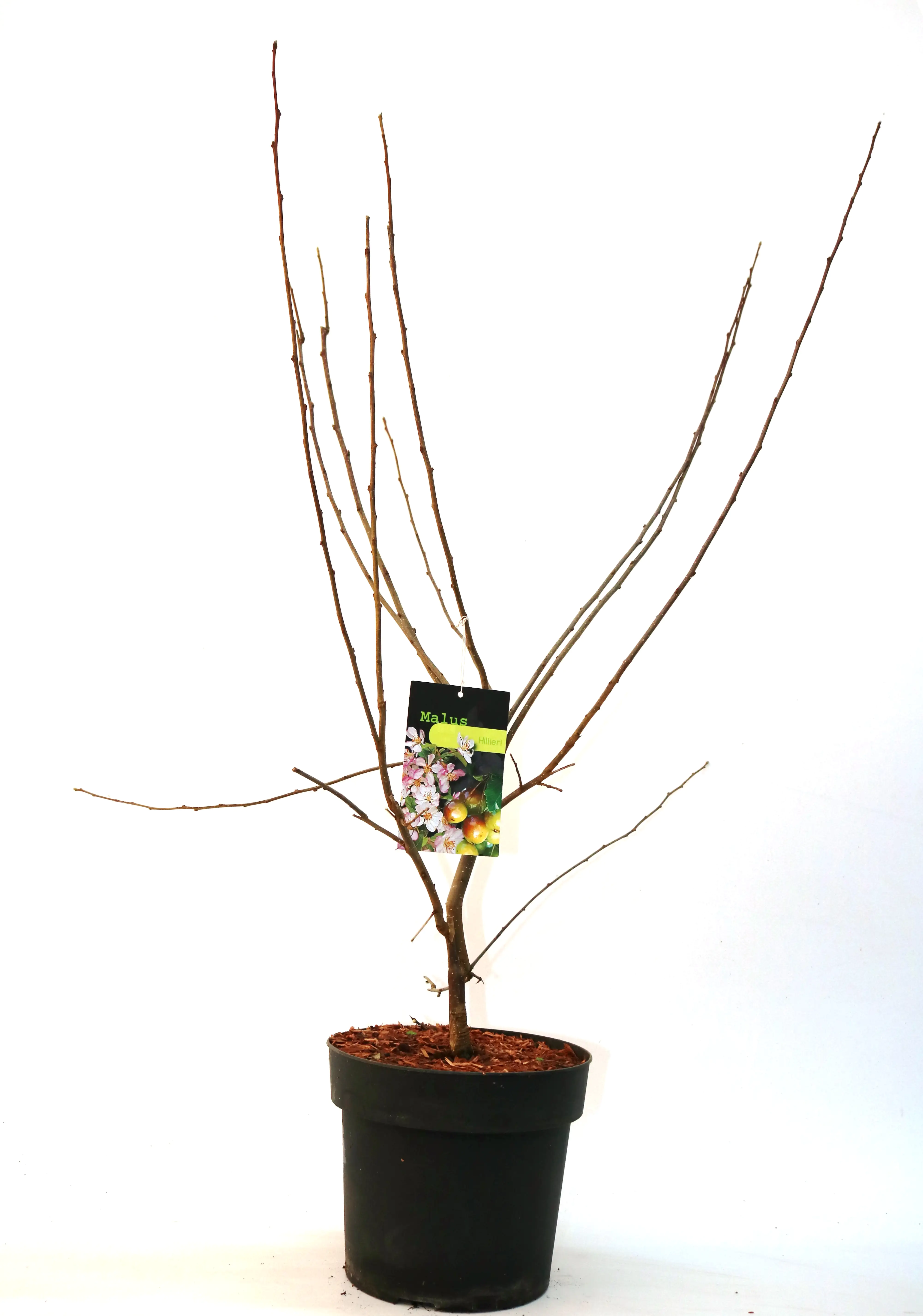 Zierapfel 7 l Container