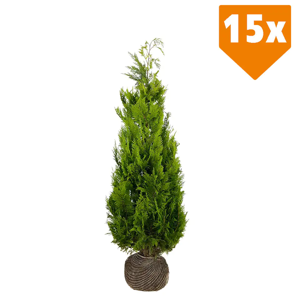 Gelbe Säulenzypresse Cham. law. Ivonne H 160 - 180 cm, 15 Stück Gelbe Säulenzypresse Cham. law. Ivonne H 160 - 180 cm, 15 Stück