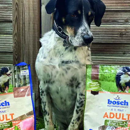 Bosch Hundetrockenfutter Adult 3 kg Geflügel & Hirse