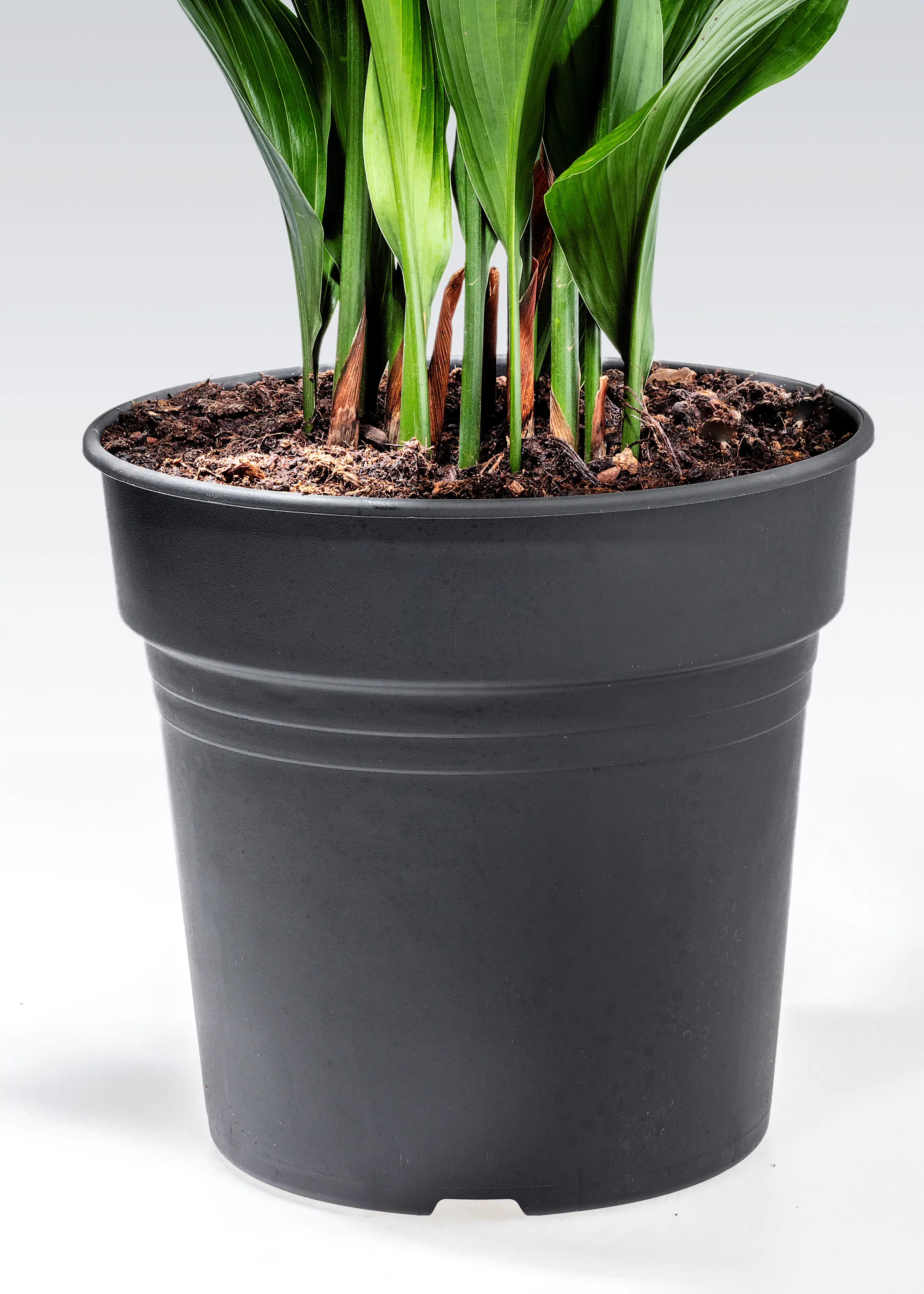 Aspidistra Elatior Schusterpalme 40-60 cm 17 cm Topf