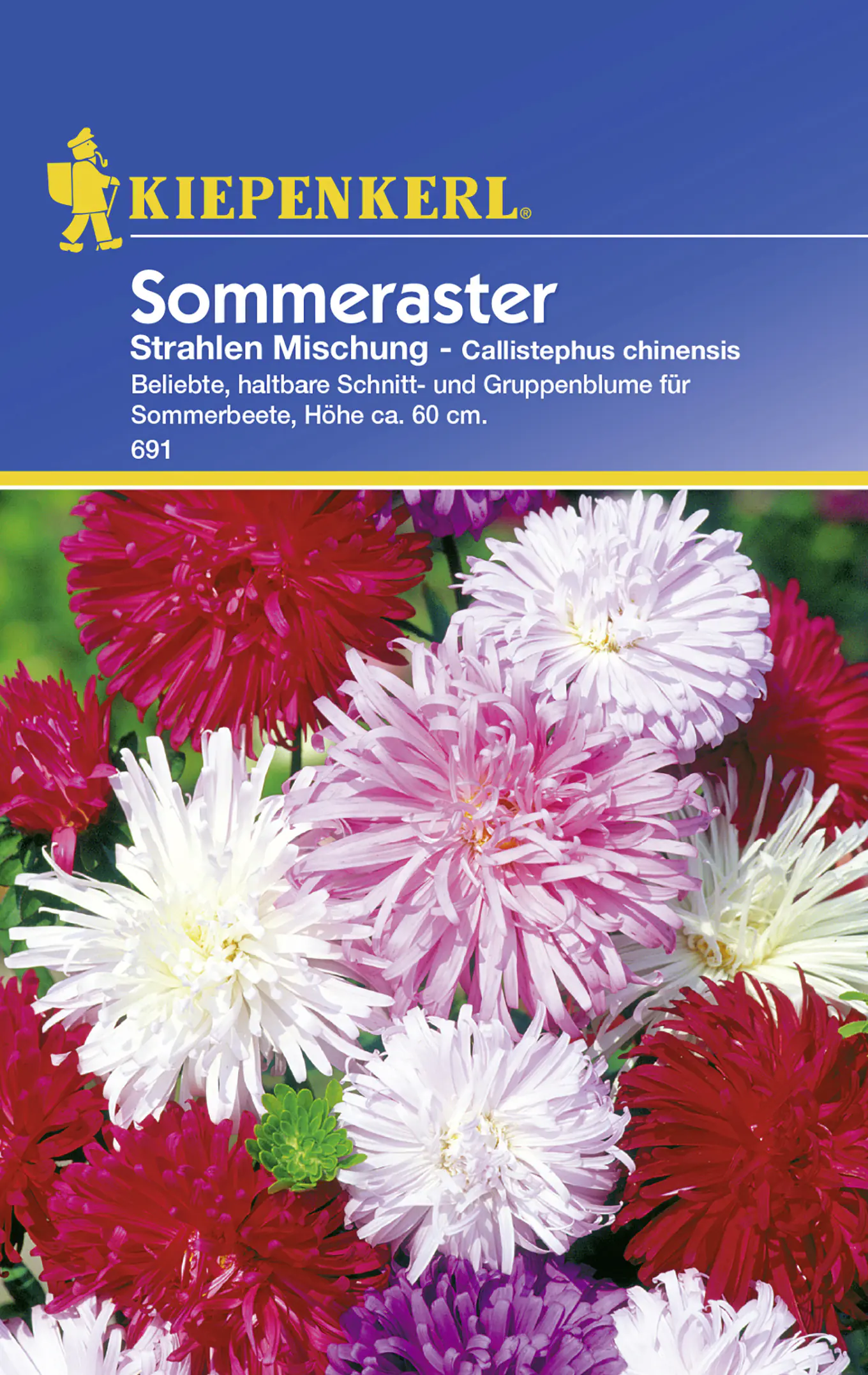 Kiepenkerl Sommeraster Strahlen Mischung Callistephus chinensis, Inhalt: ca. 50 Pflanzen