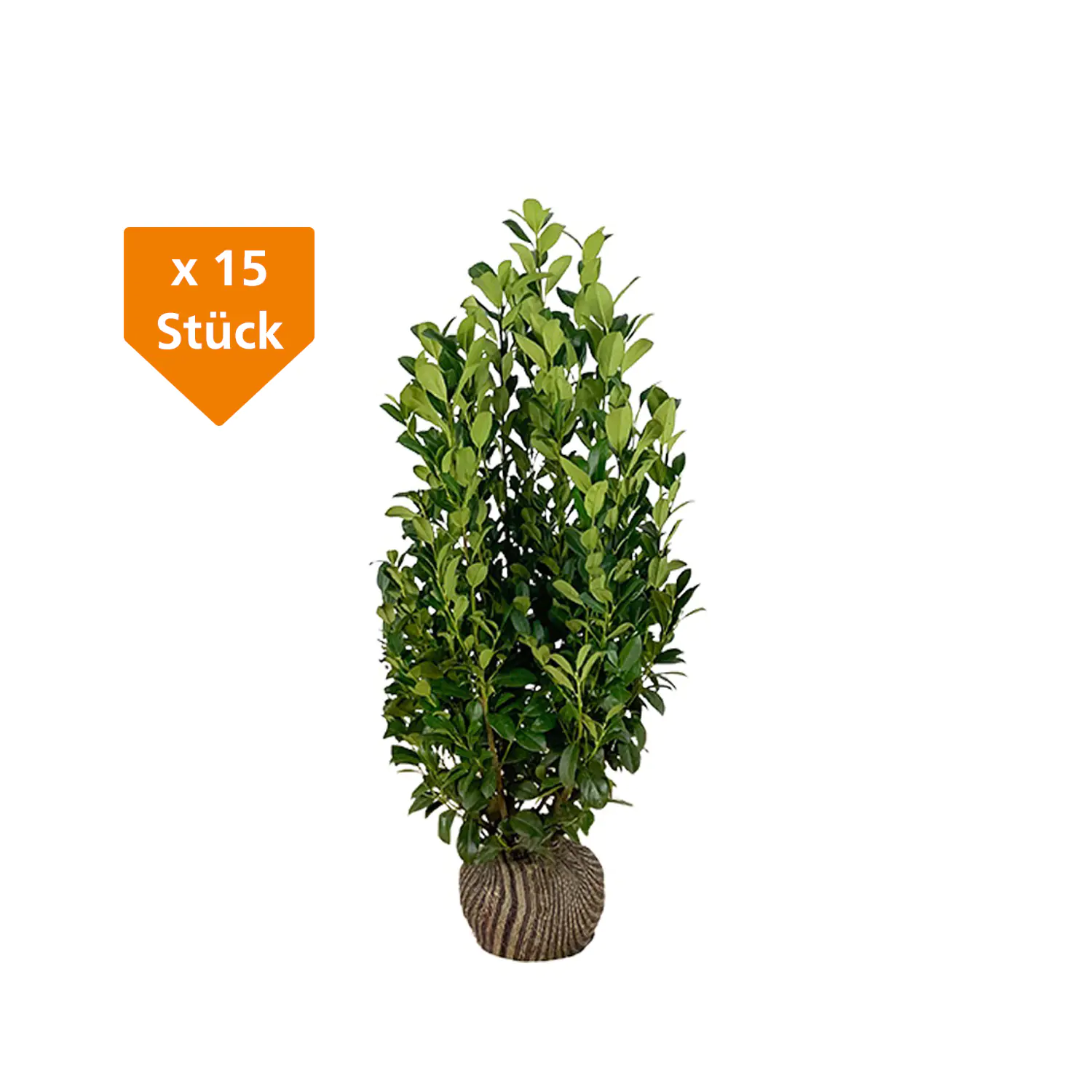 Kirschlorbeer Obelisk Prunus laur. Obelisk H 150 - 175 cm, 15 Stück