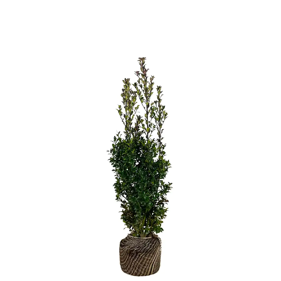Stechpalme Ilex merservae Heckenstar H 80 - 100 cm, 20 Stück