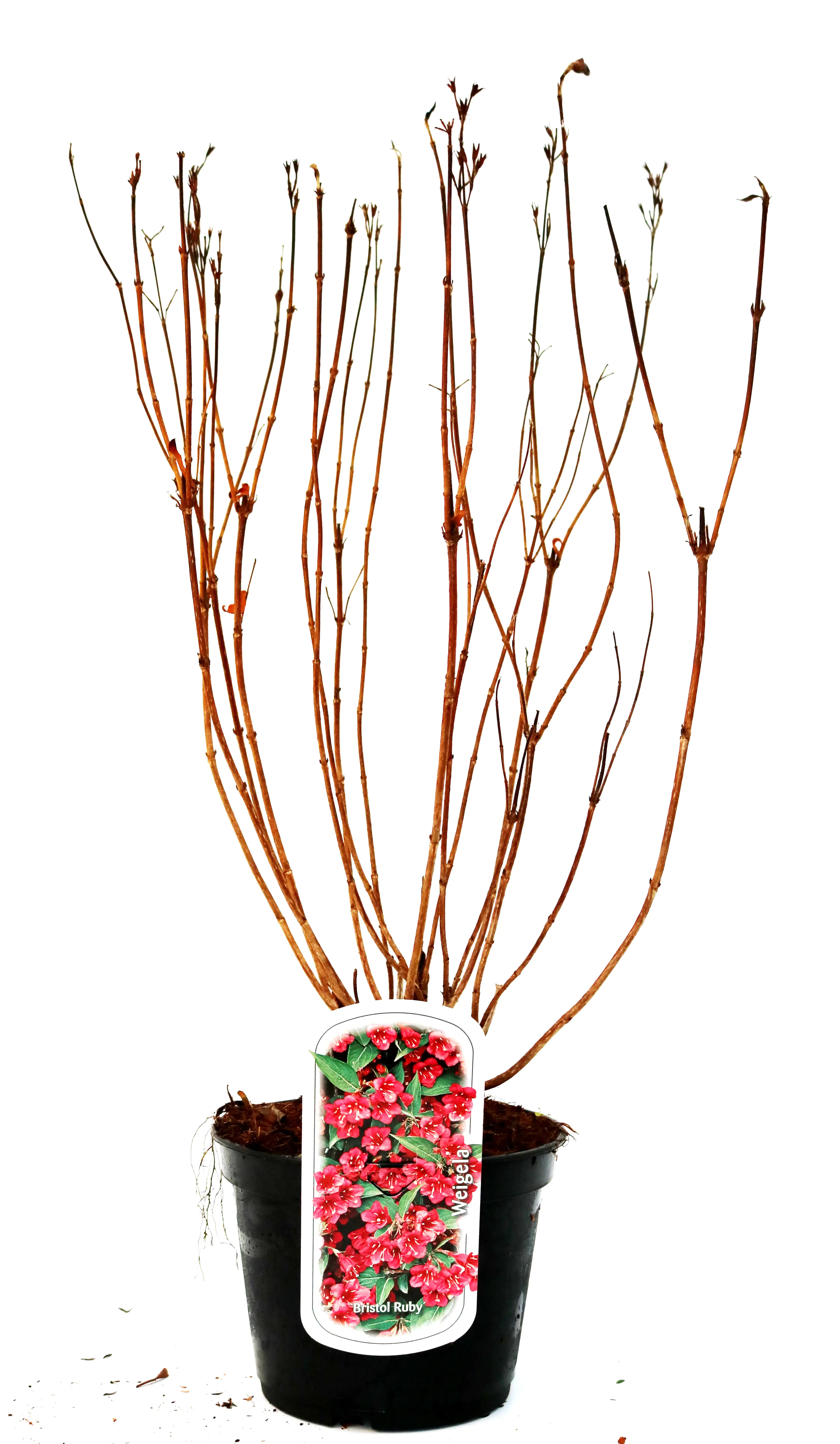 Weigelie Bristol Ruby 3 l Container